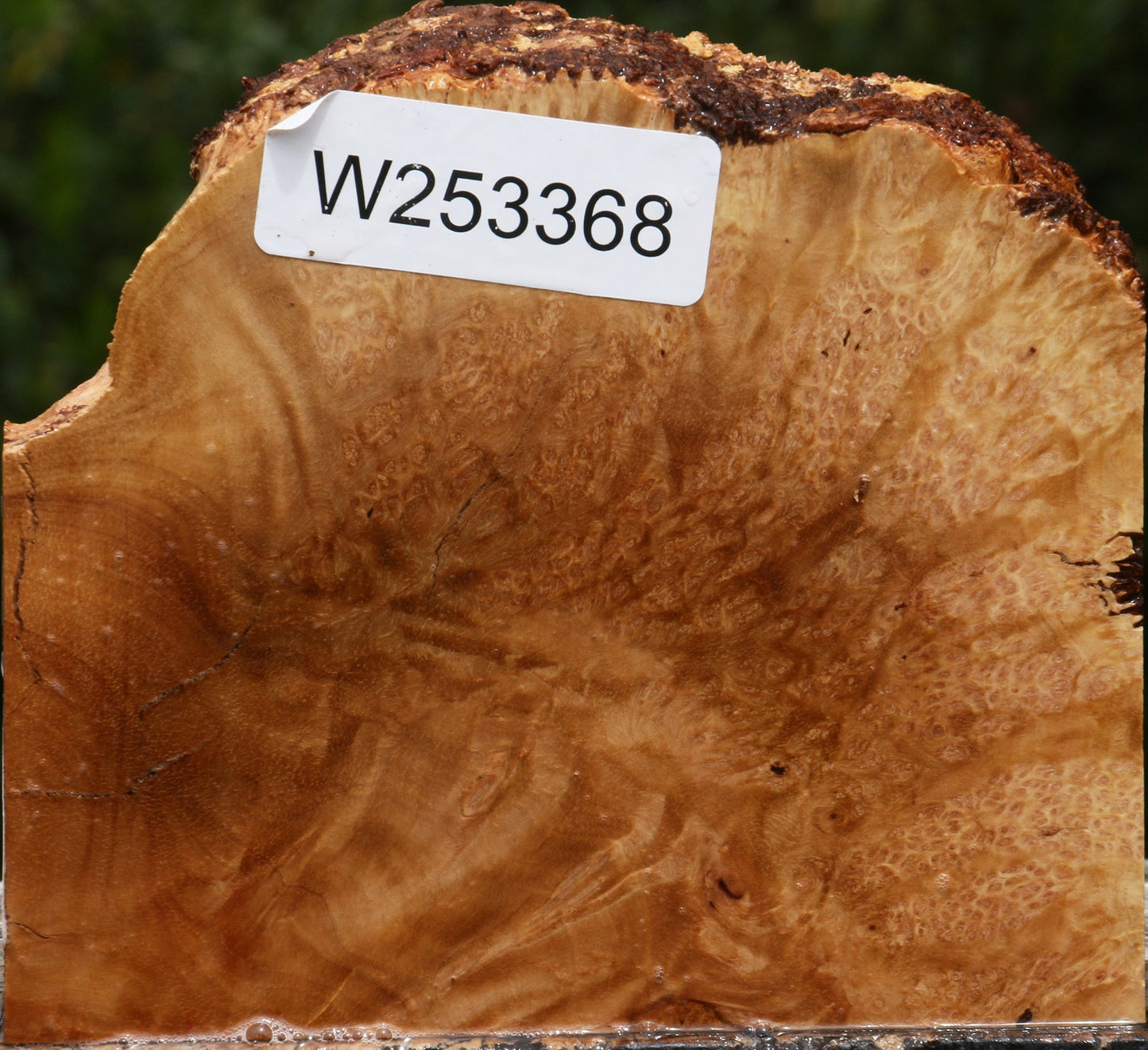 Kanista Burl Live Edge Lumber