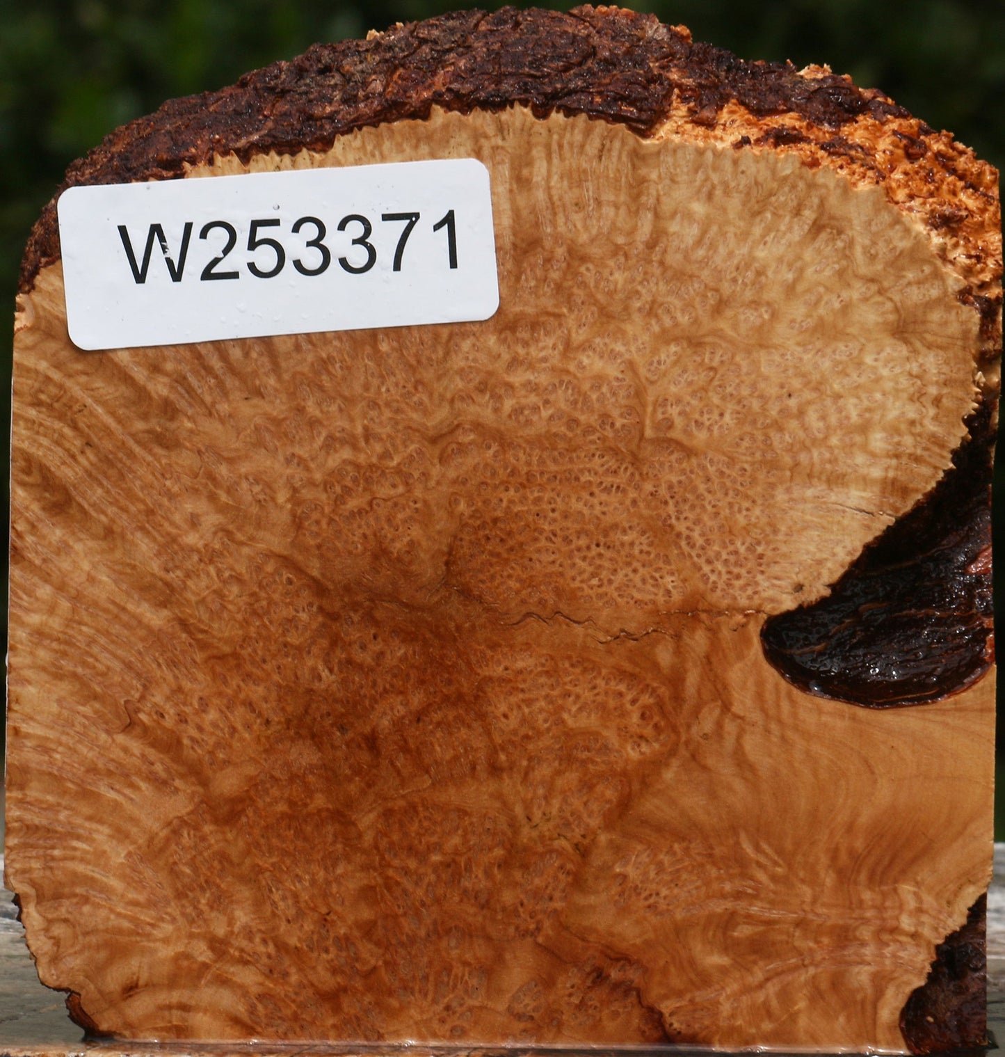 Kanista Burl Live Edge Lumber