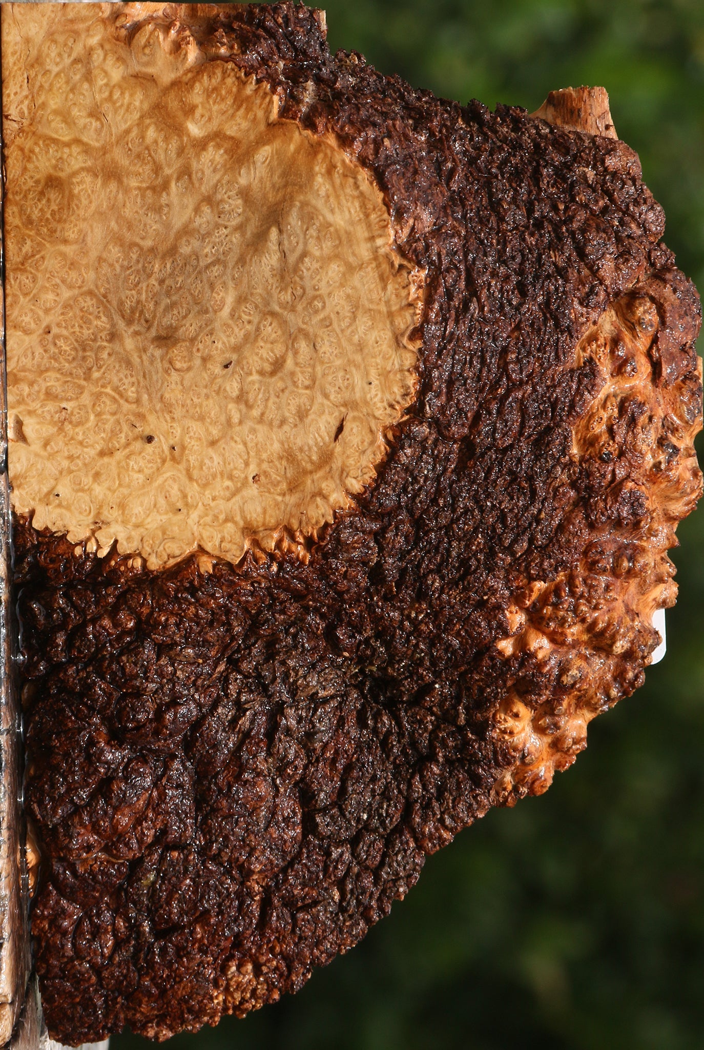 Kanista Burl Live Edge Turning Blank