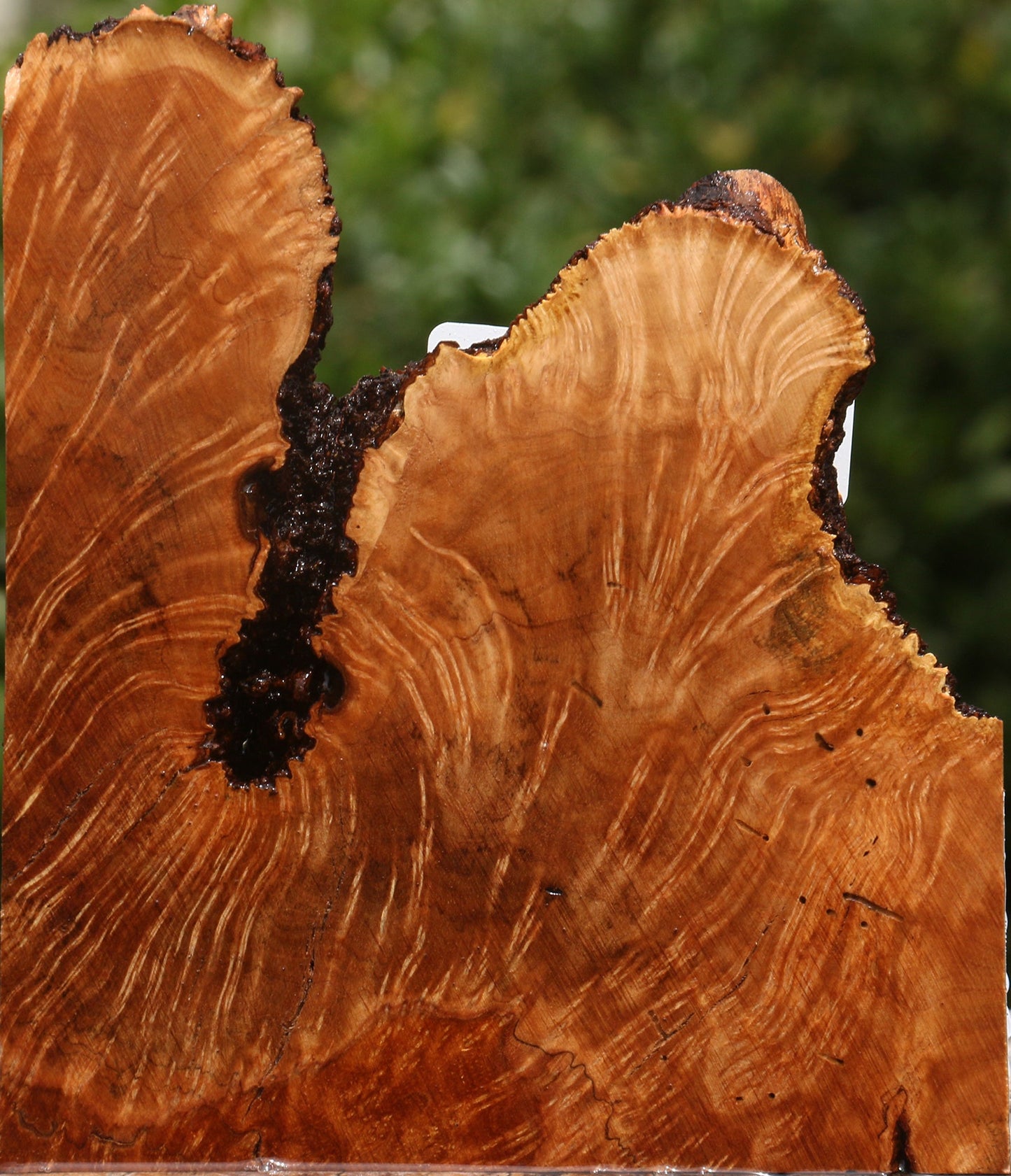 Kanista Burl Live Edge Lumber