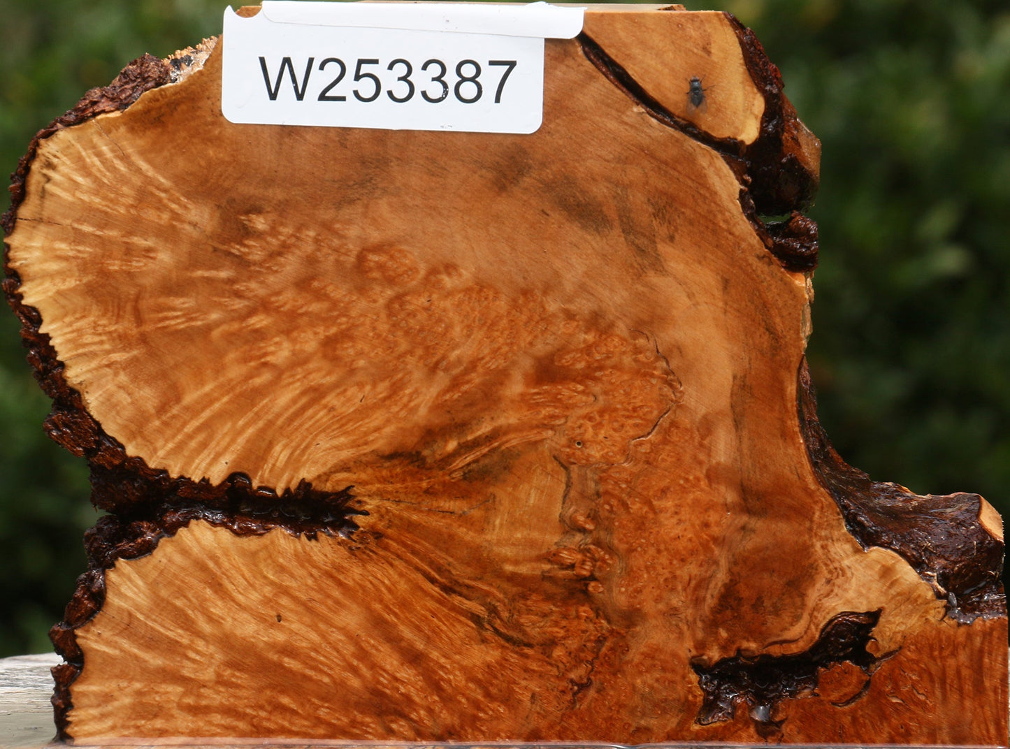Kanista Burl Live Edge Lumber