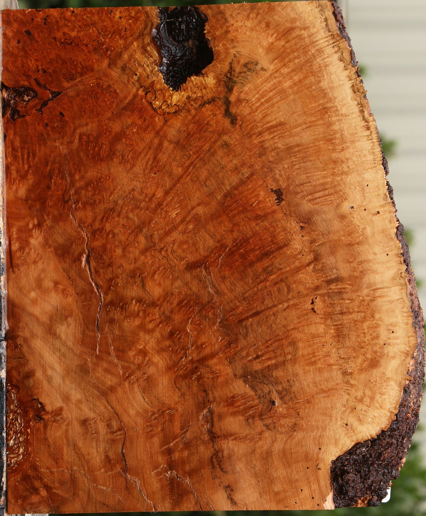 Kanista Burl Live Edge Turning Blank
