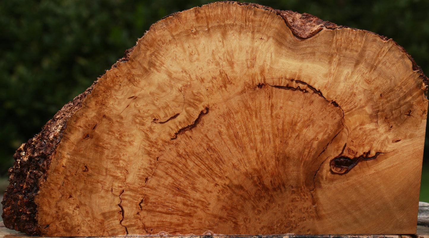 Kanista Burl Live Edge Slice
