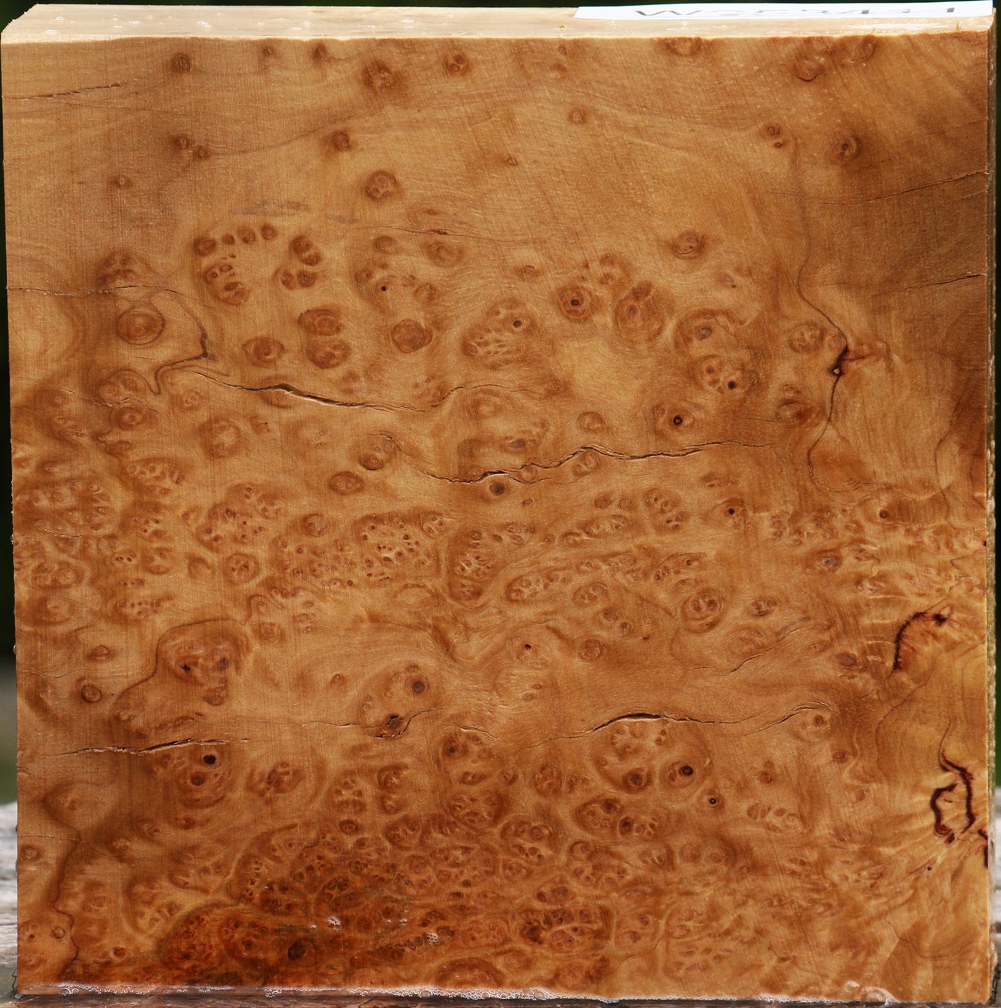 Kanista Burl Bowl Blank