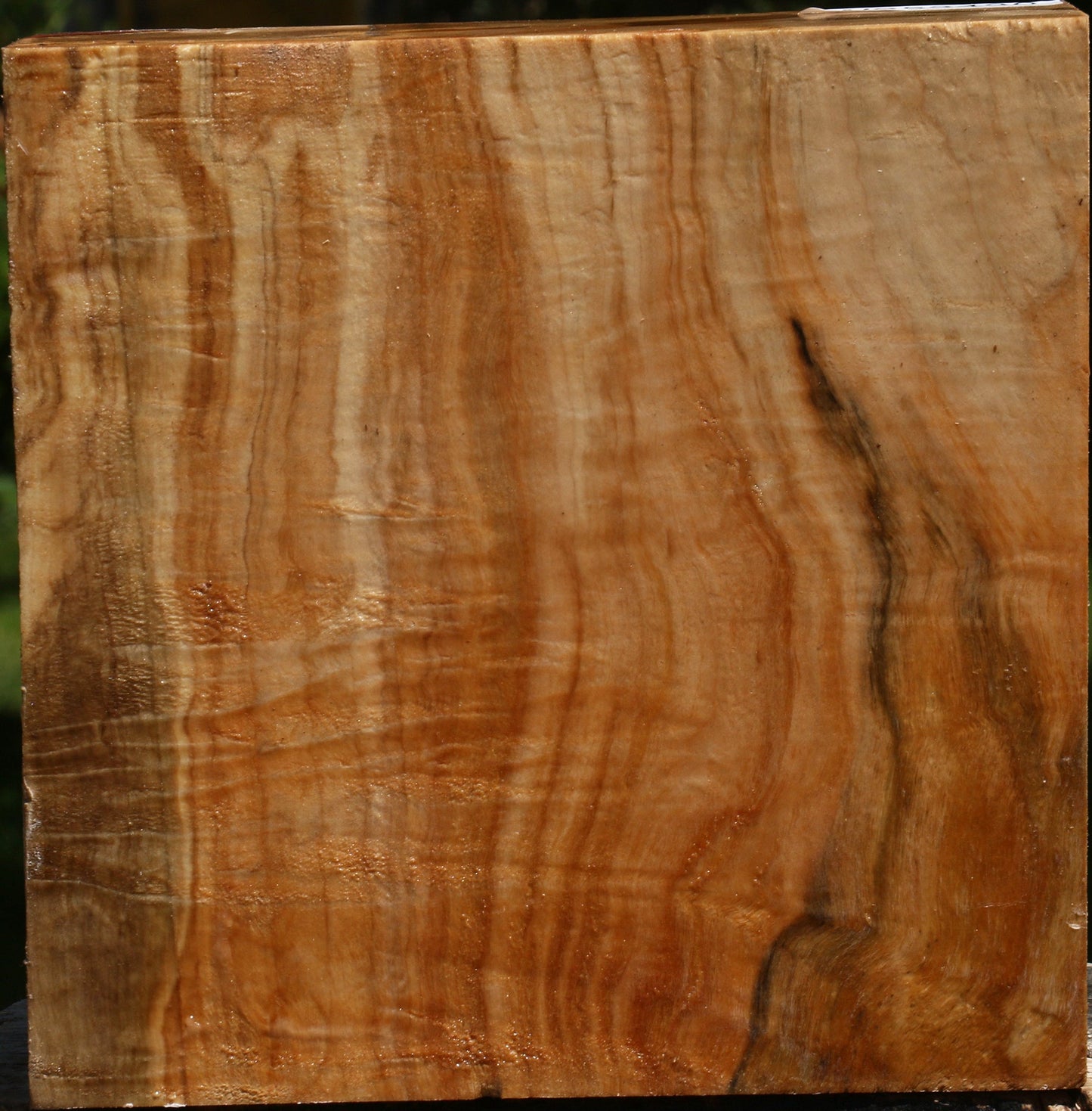 Extra Fancy Silver Maple Bowl Blank