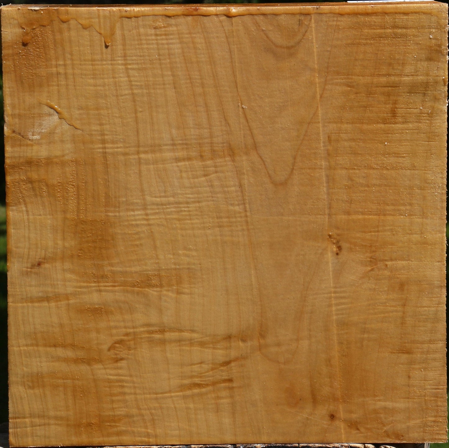 Silver Maple Bowl Blank