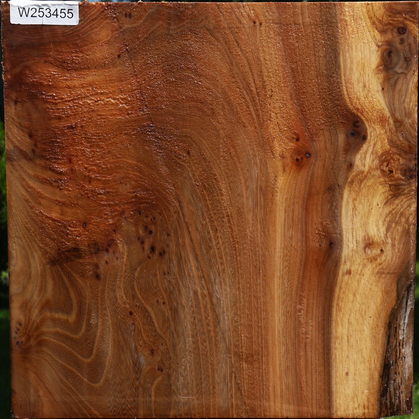 Figured Elm Platter Blank