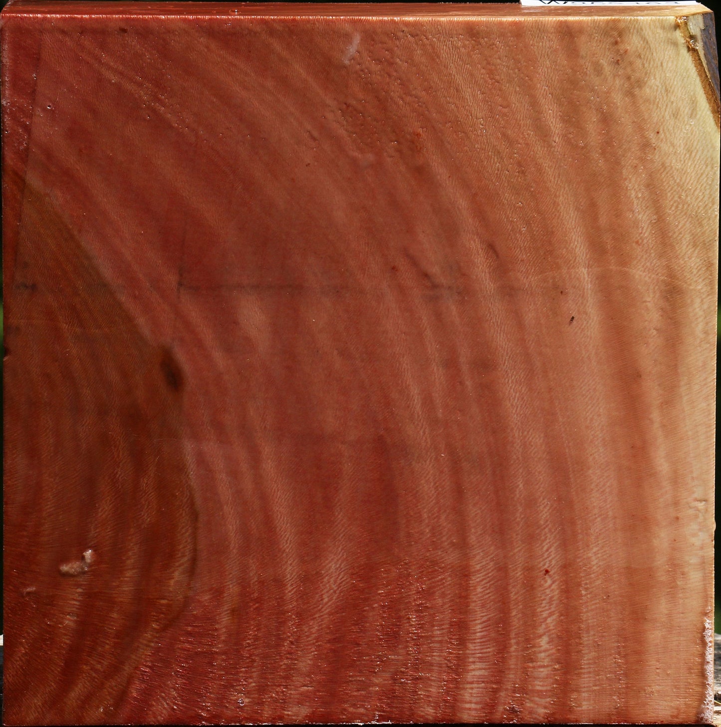 Sycamore Bowl Blank