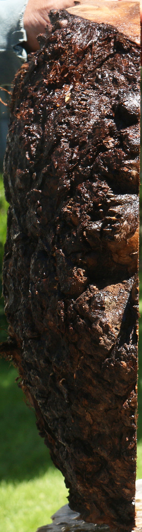 Claro Walnut Burl Cap