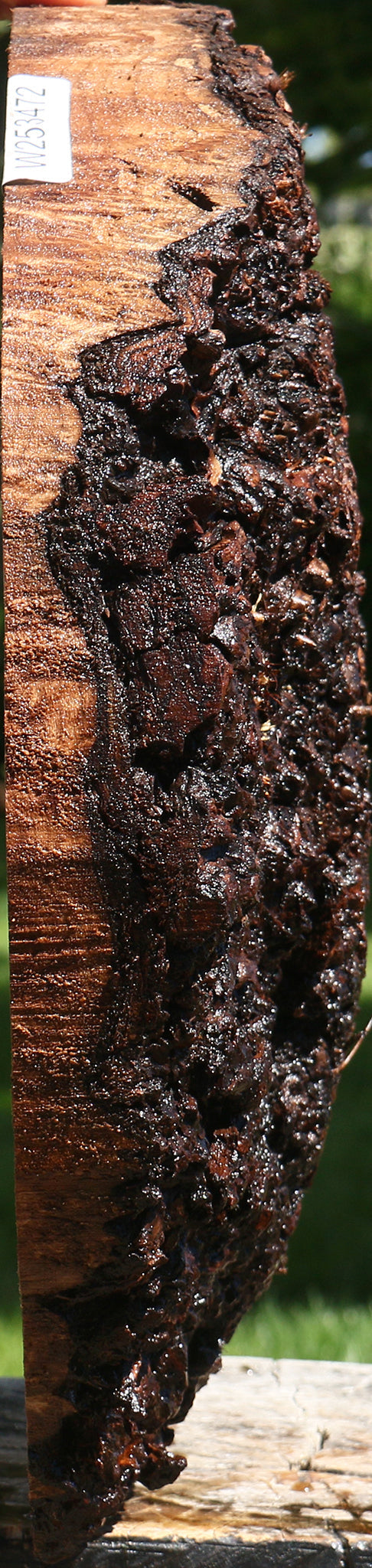 Claro Walnut Burl Cap
