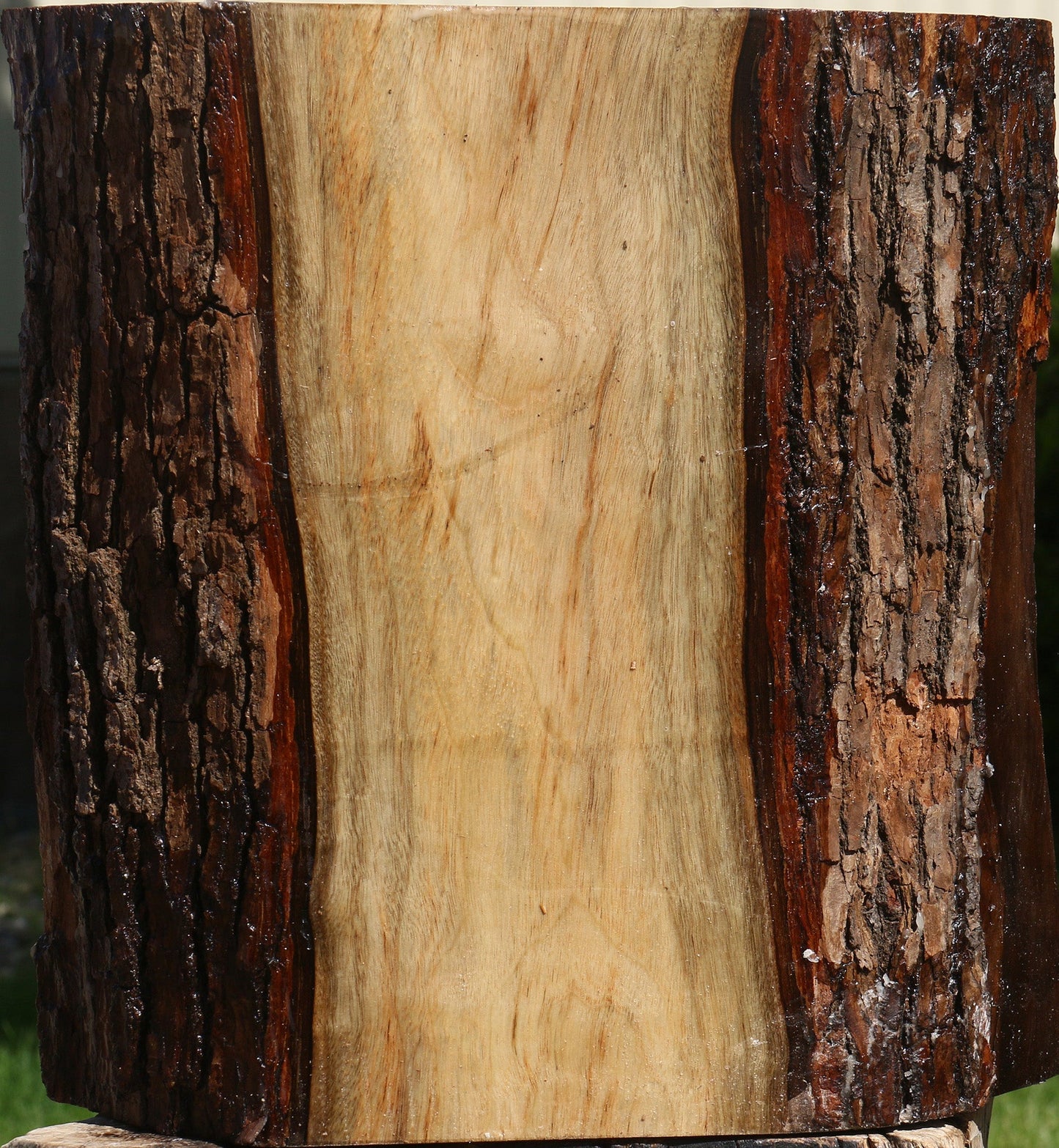 Figured Camphor Live Edge Bowl Blank