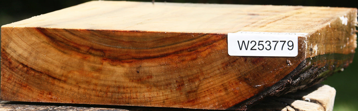 Camphor Live Edge Bowl Blank