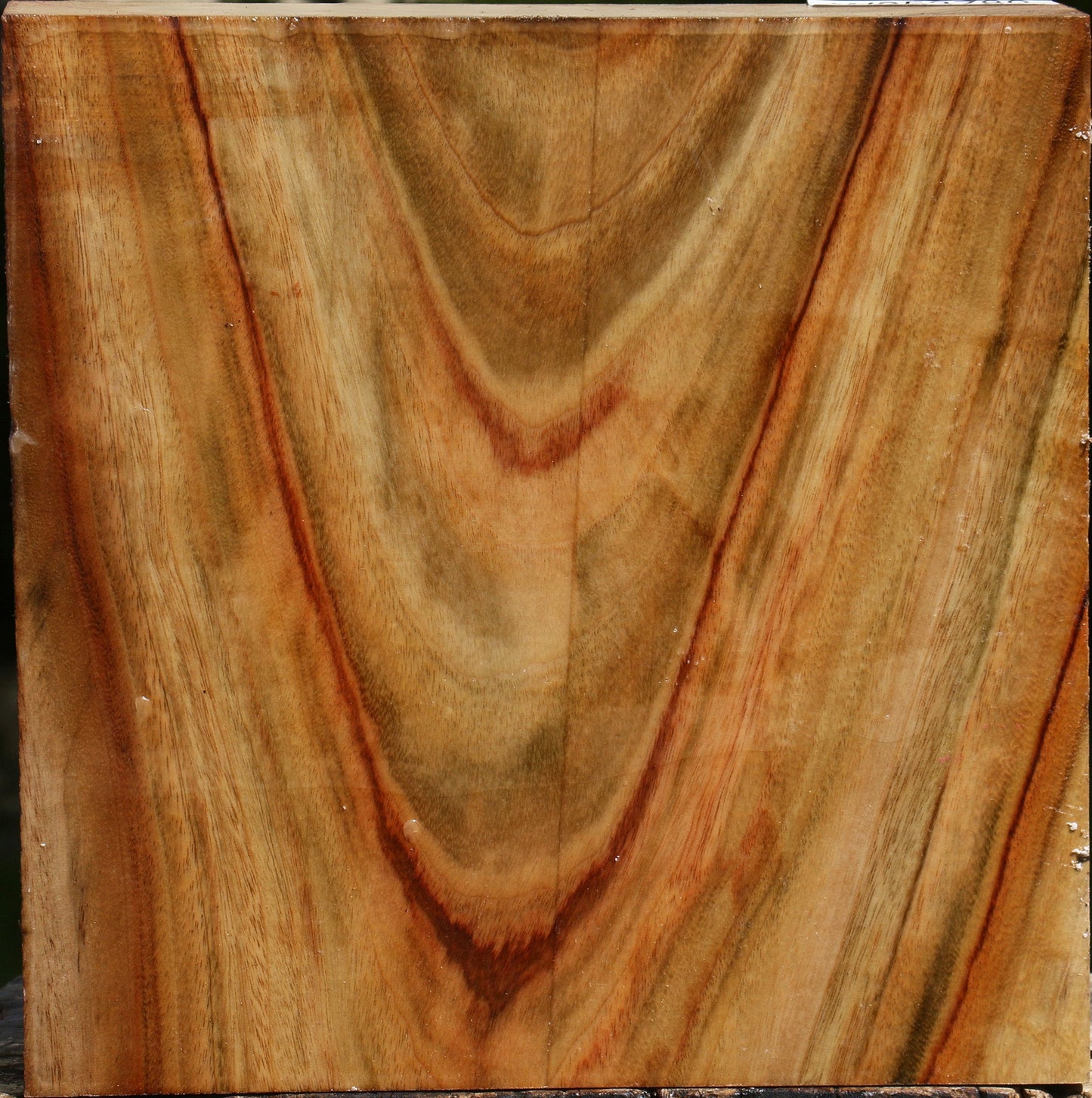 Figured Camphor Bowl Blank