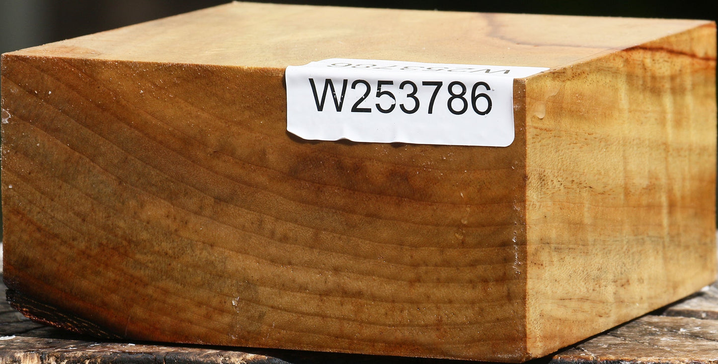 Camphor Platter Blank