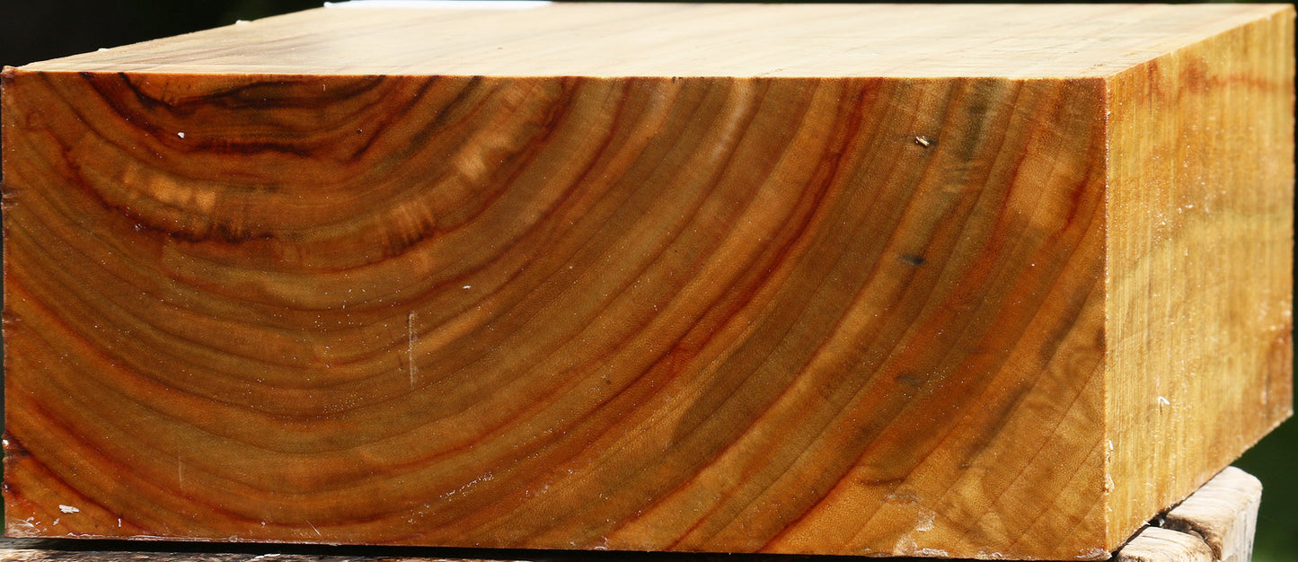 Figured Camphor Bowl Blank