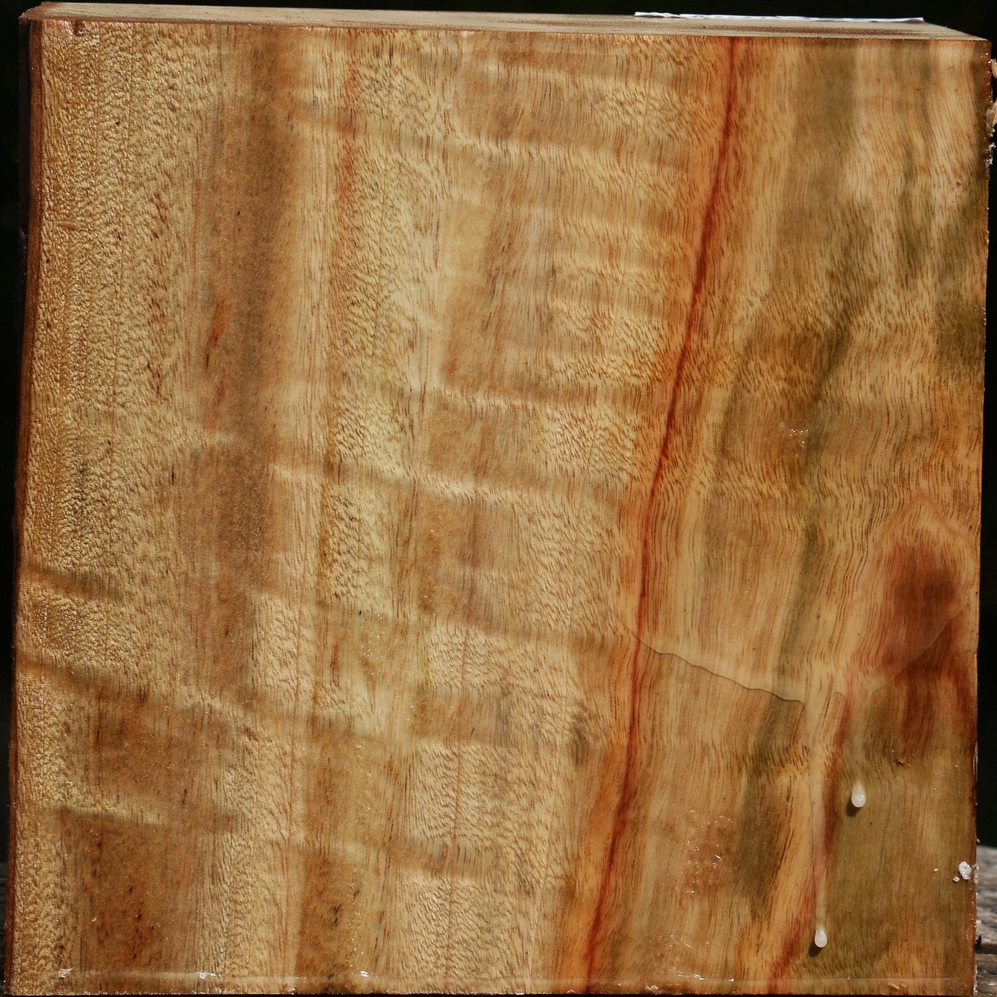 Figured Camphor Bowl Blank