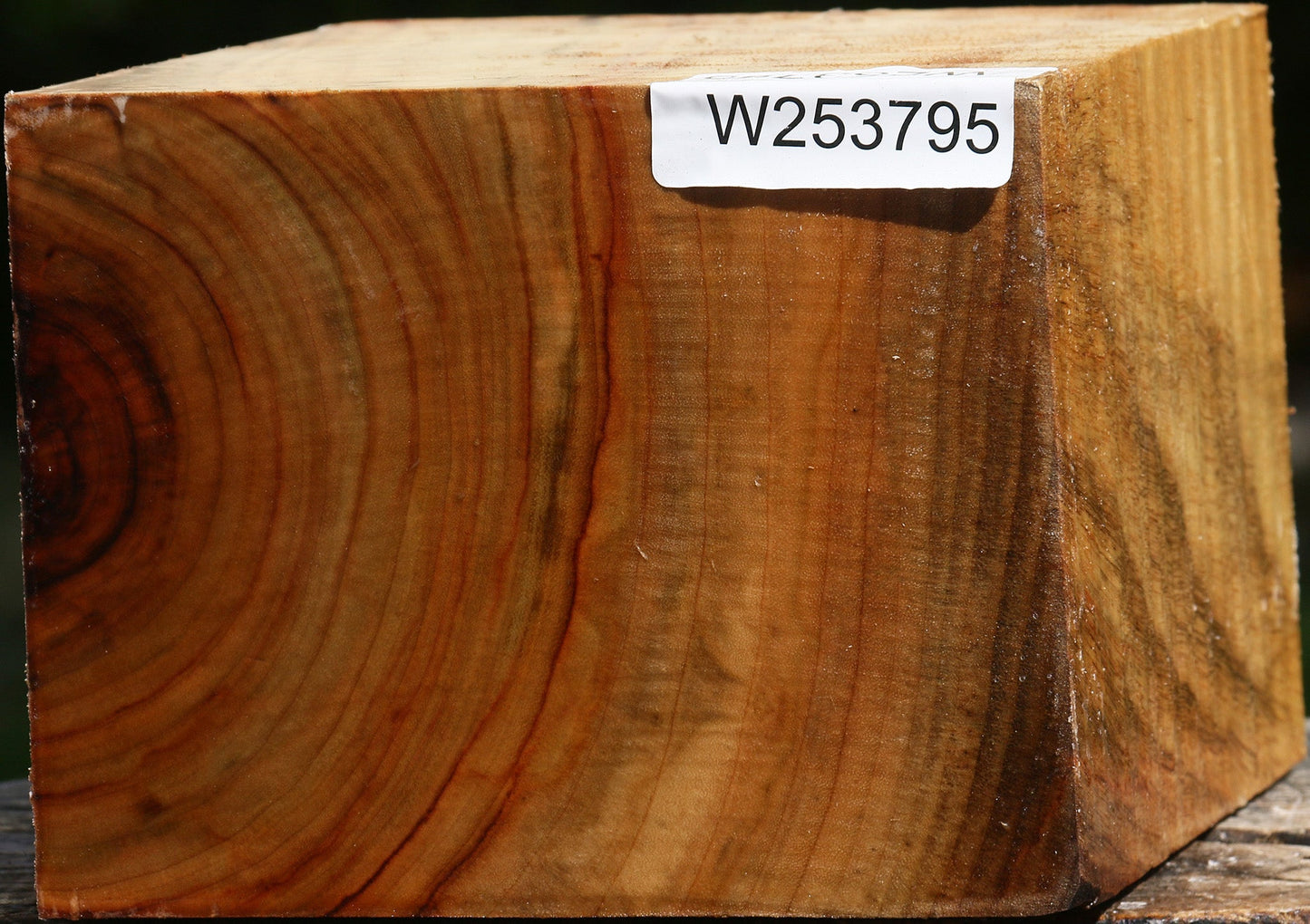 Figured Camphor Bowl Blank