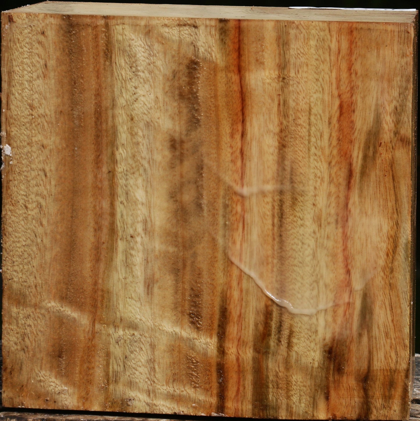 Figured Camphor Bowl Blank