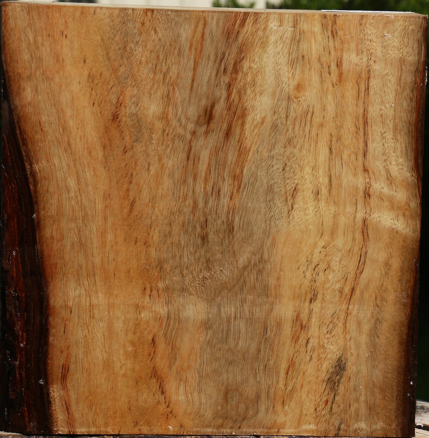 Figured Camphor Platter Blank