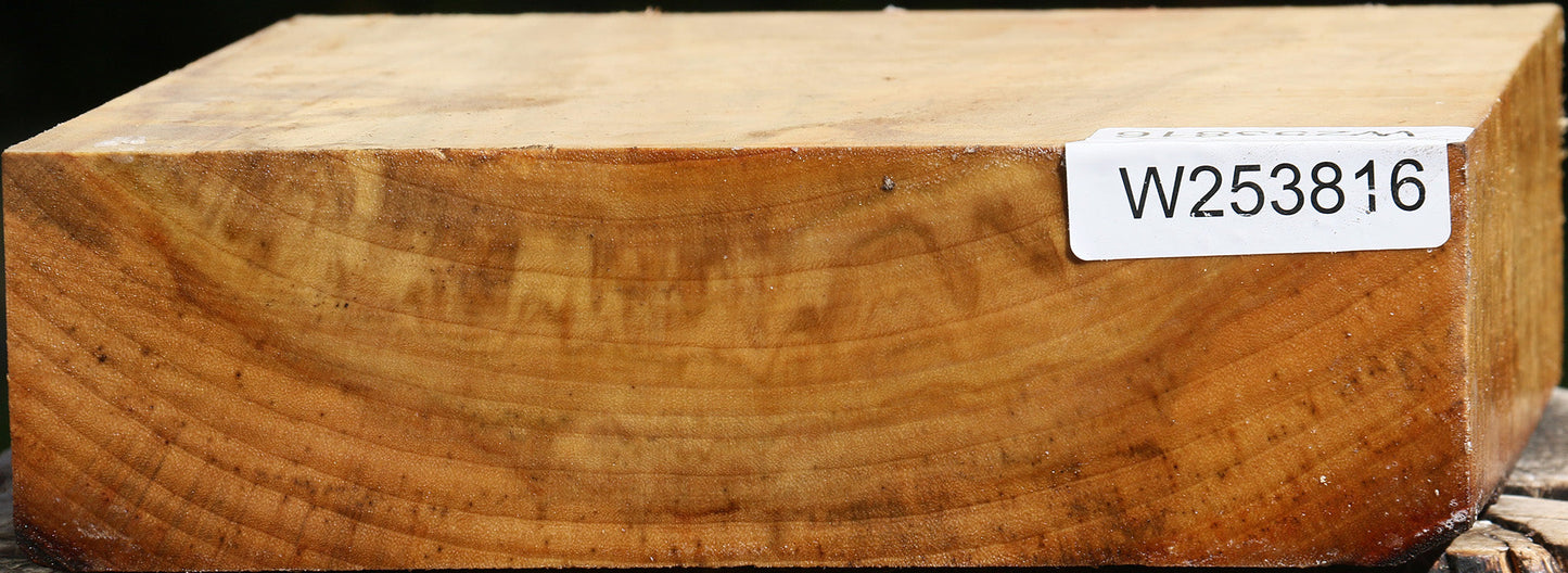 Figured Camphor Bowl Blank