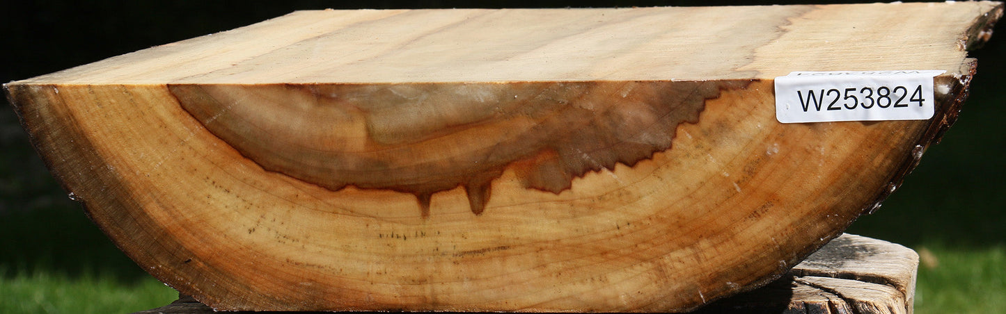 Camphor Live Edge Bowl Blank