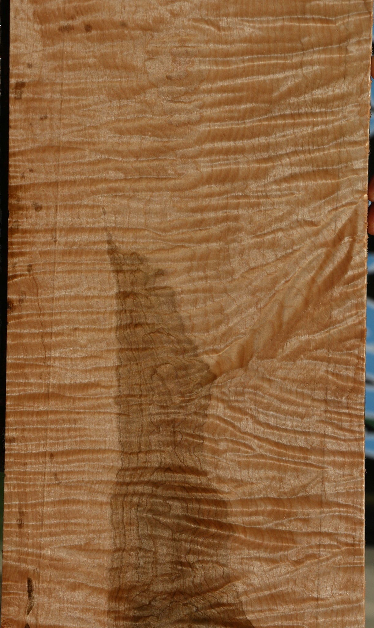 Exhibition Curly Eastern Red Maple Drop Top Billet