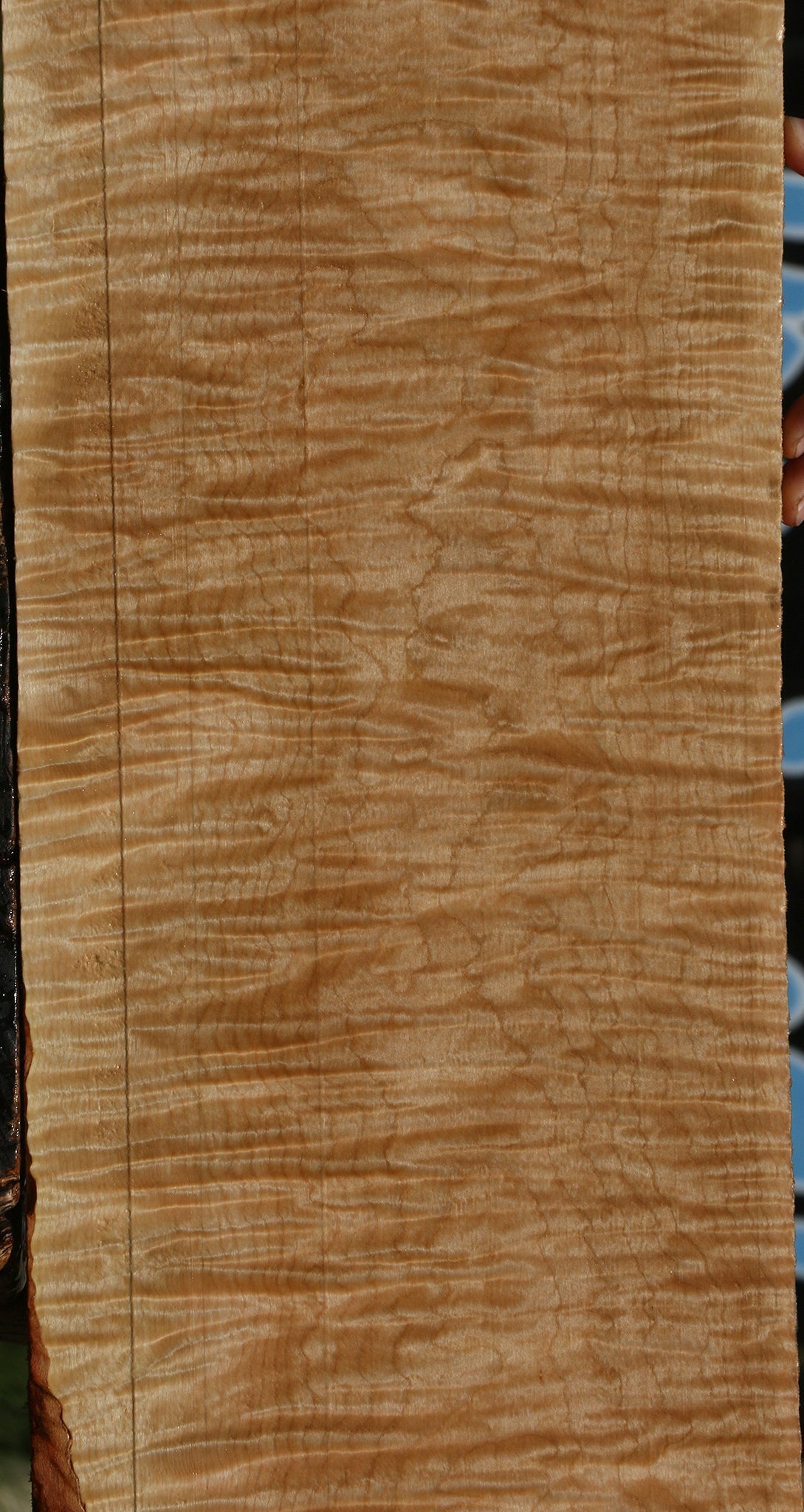 Exhibition Curly Eastern Red Maple Lumber