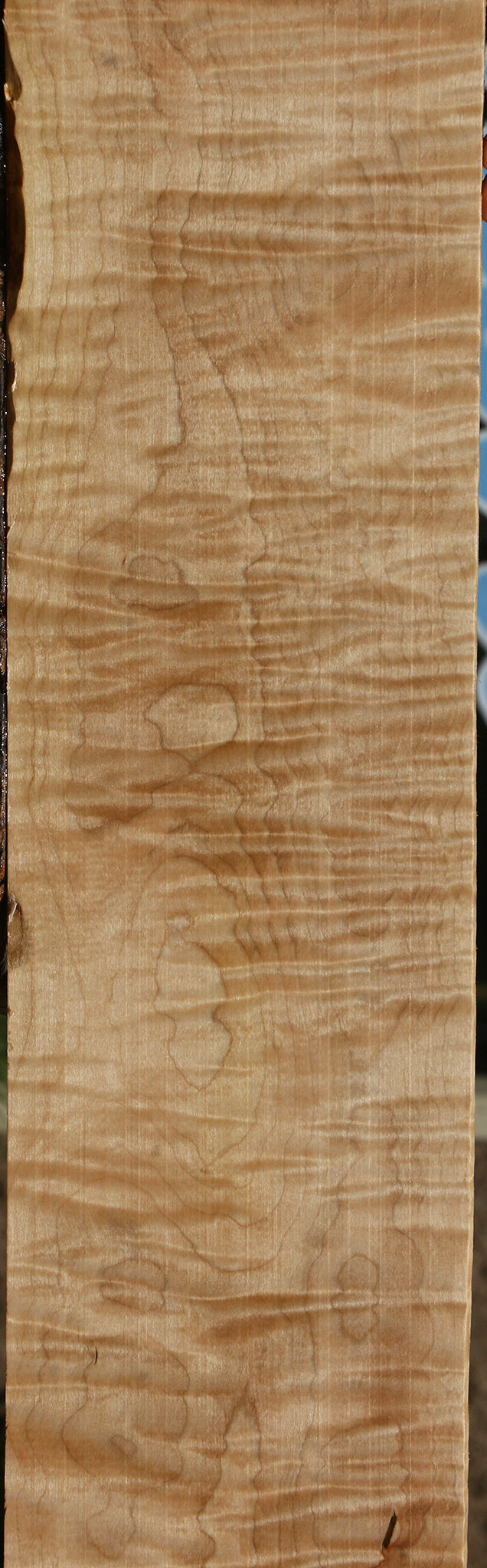 Extra Fancy Curly Eastern Red Maple Lumber