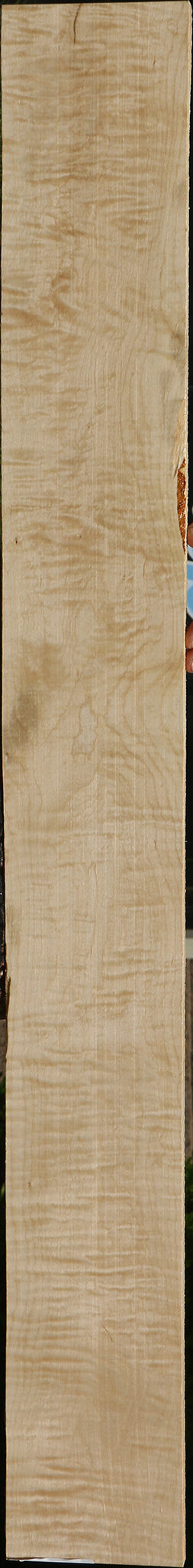 Extra Fancy Curly Ambrosia Maple Lumber