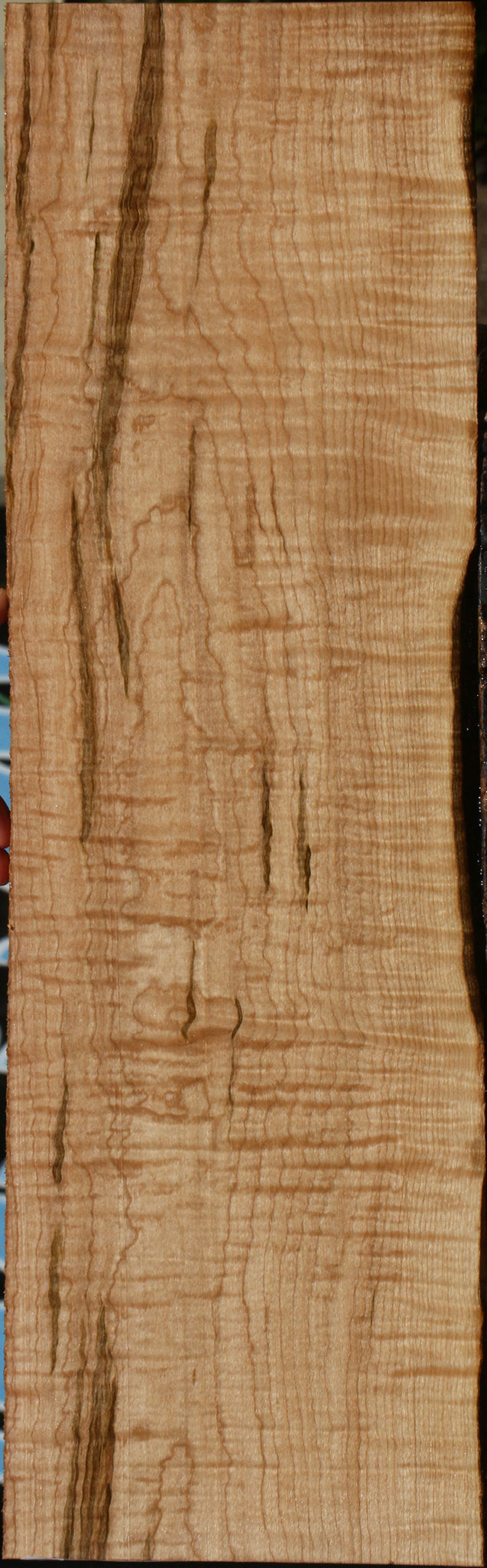 Extra Fancy Curly Ambrosia Maple Lumber