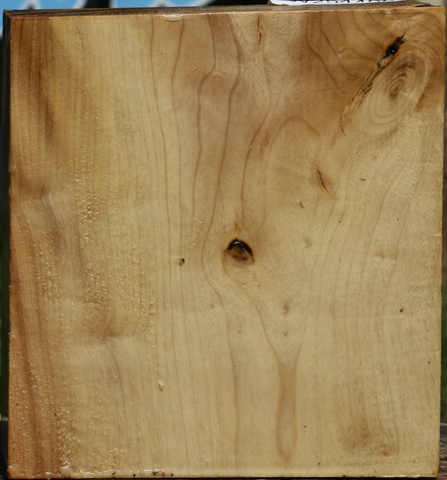 Figured Myrtle Turning Blank