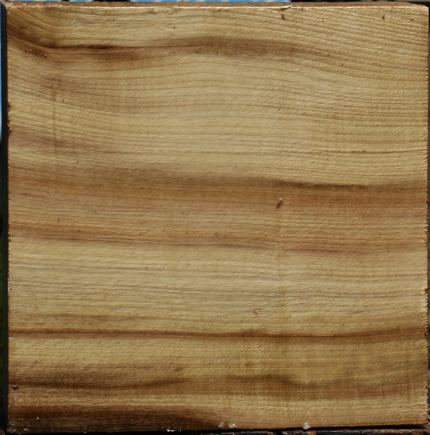 Figured Quartersawn Myrtle Bowl Blank