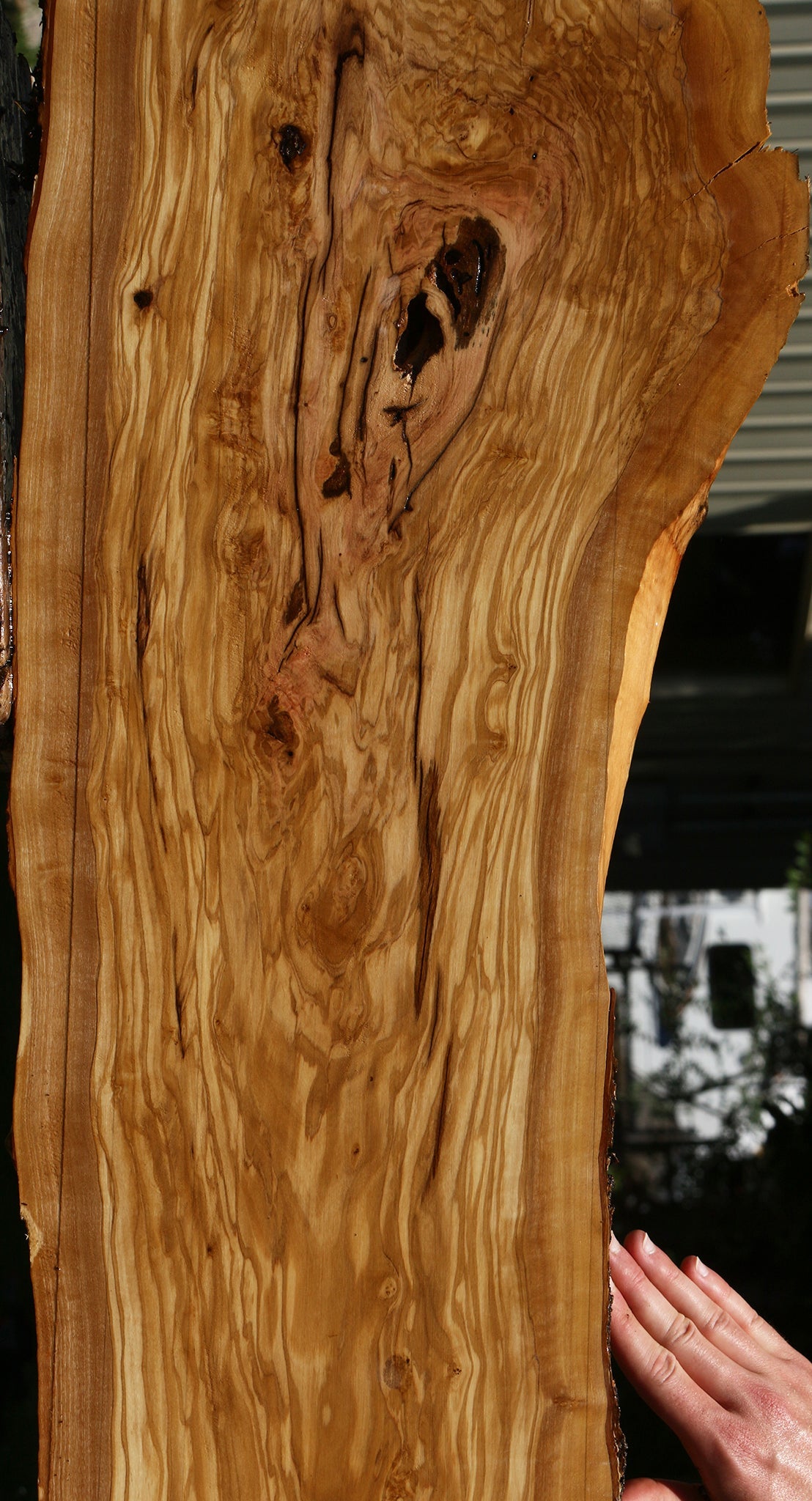 Extra Fancy Rustic Italian Olive Live Edge Lumber