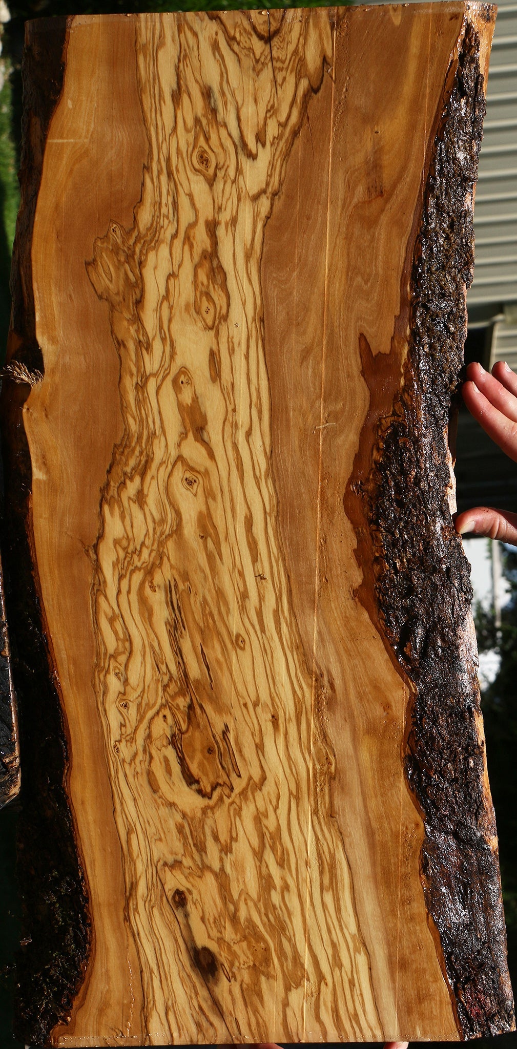 Extra Fancy Italian Olive Live Edge Lumber