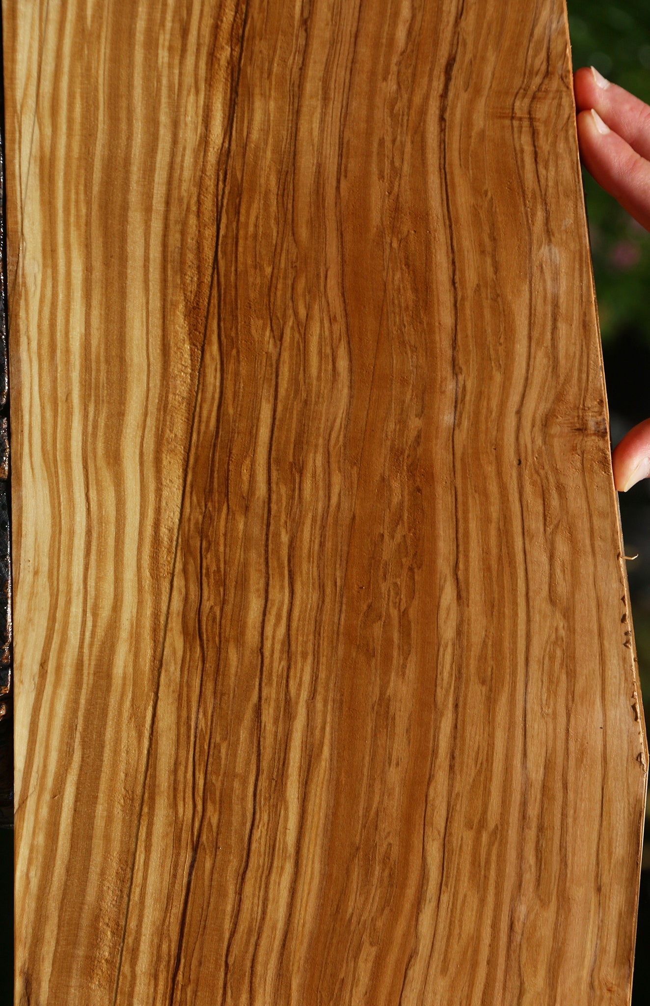 Figured Italian Olive Lumber