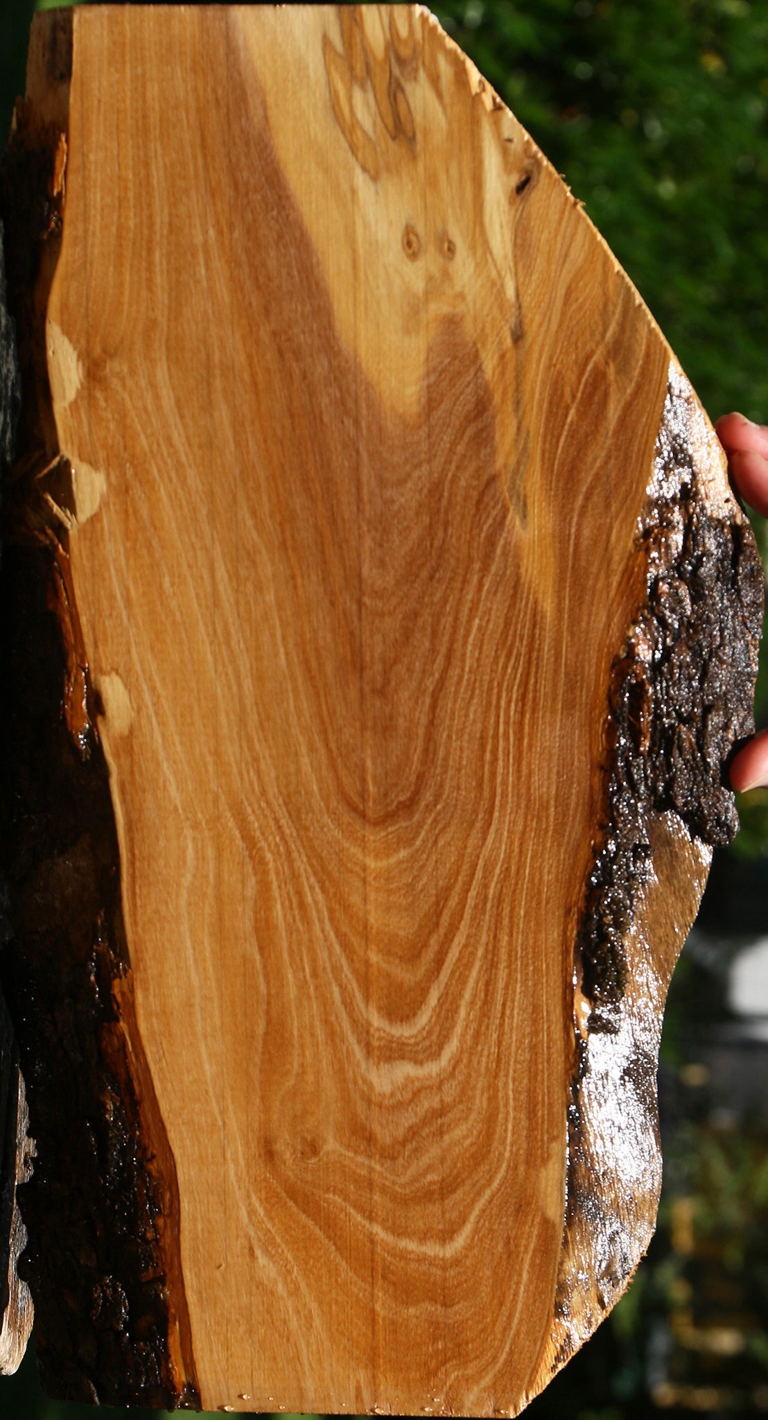 Italian Olive Live Edge Lumber