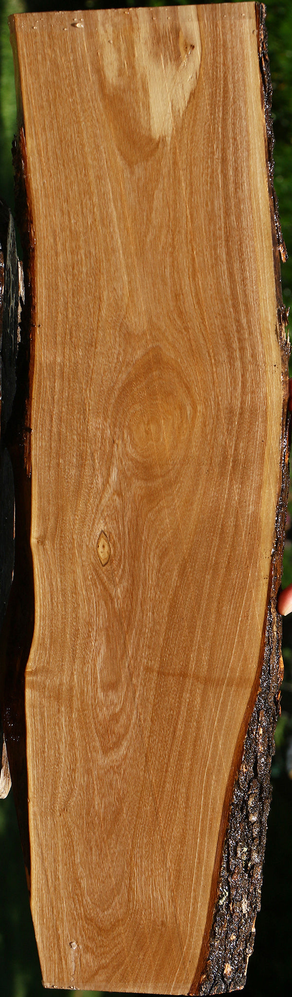Italian Olive Live Edge Lumber