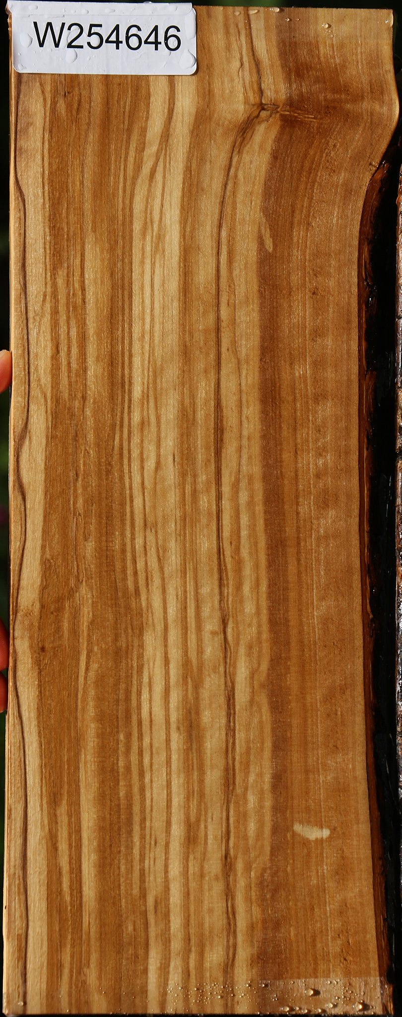 Extra Fancy Quartersawn Italian Olive Live Edge Lumber