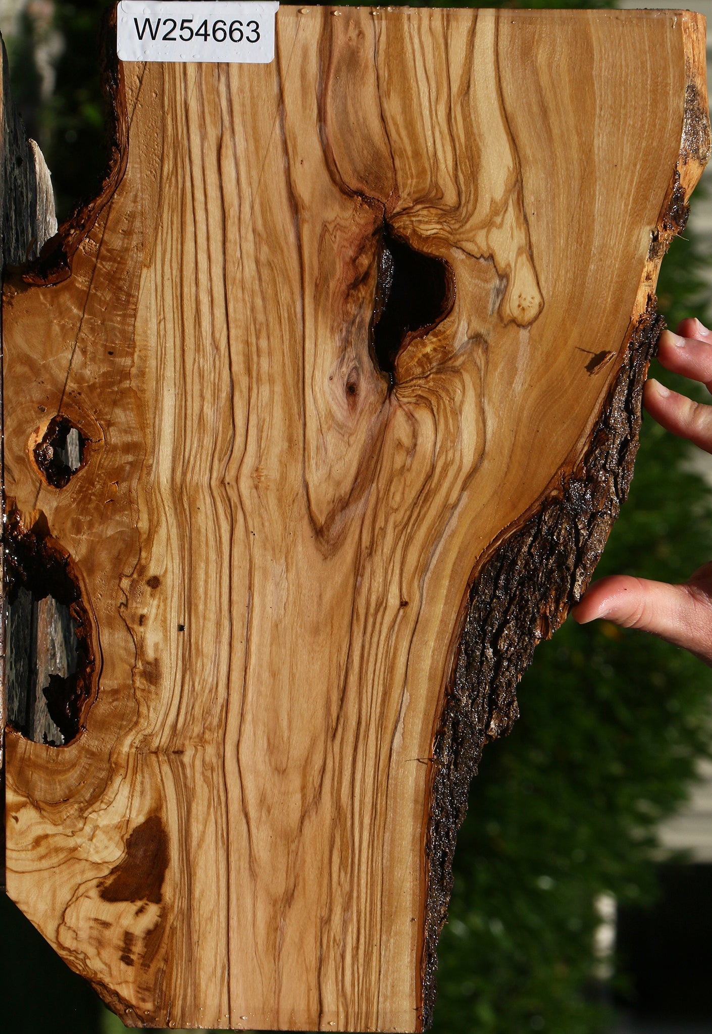 Figured Italian Olive Live Edge Lumber