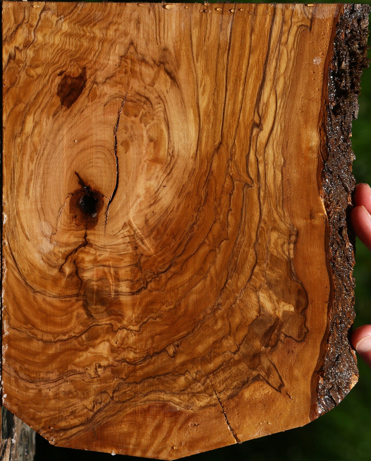 Exhibition Italian Olive Live Edge Lumber