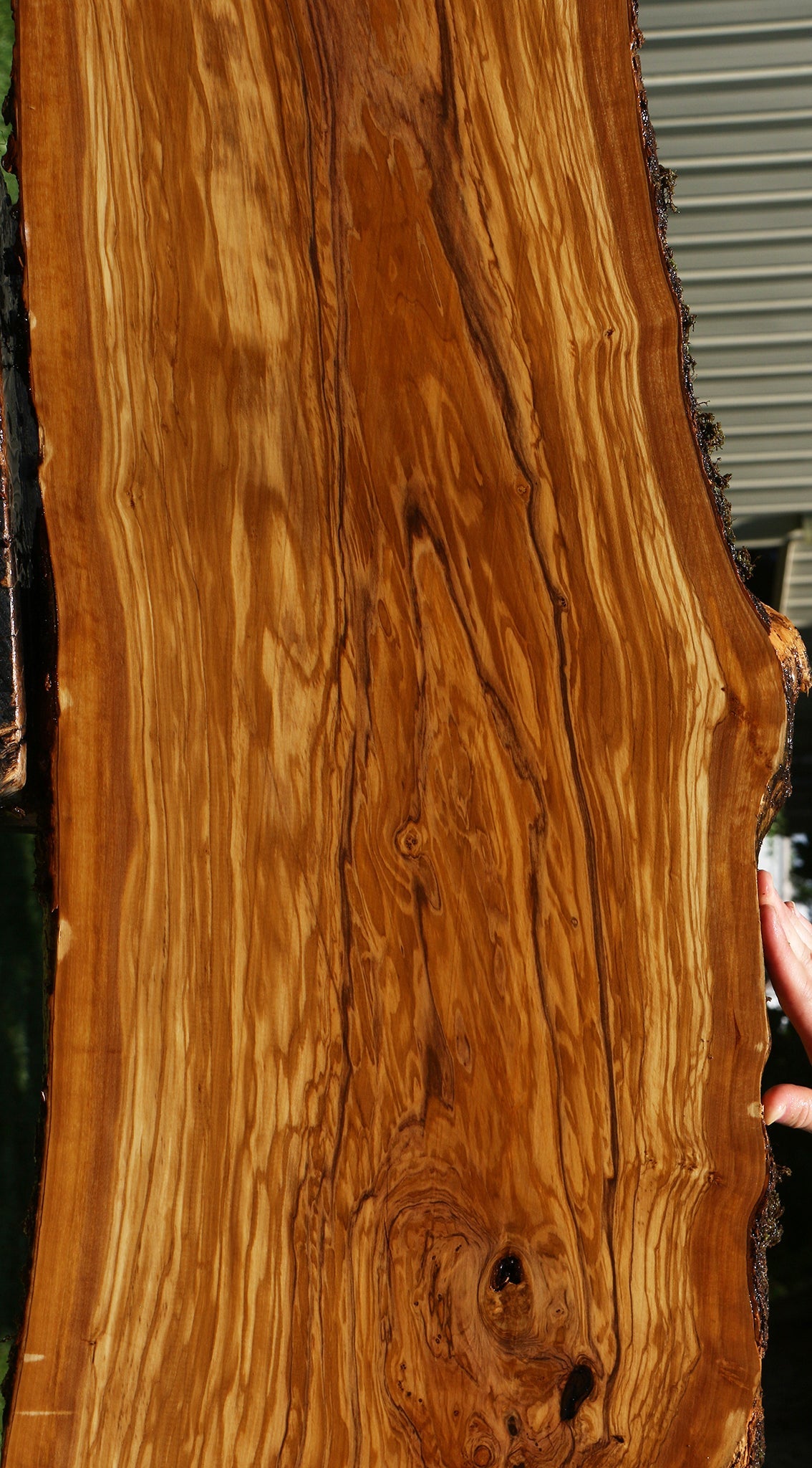 Extra Fancy Italian Olive Live Edge Lumber