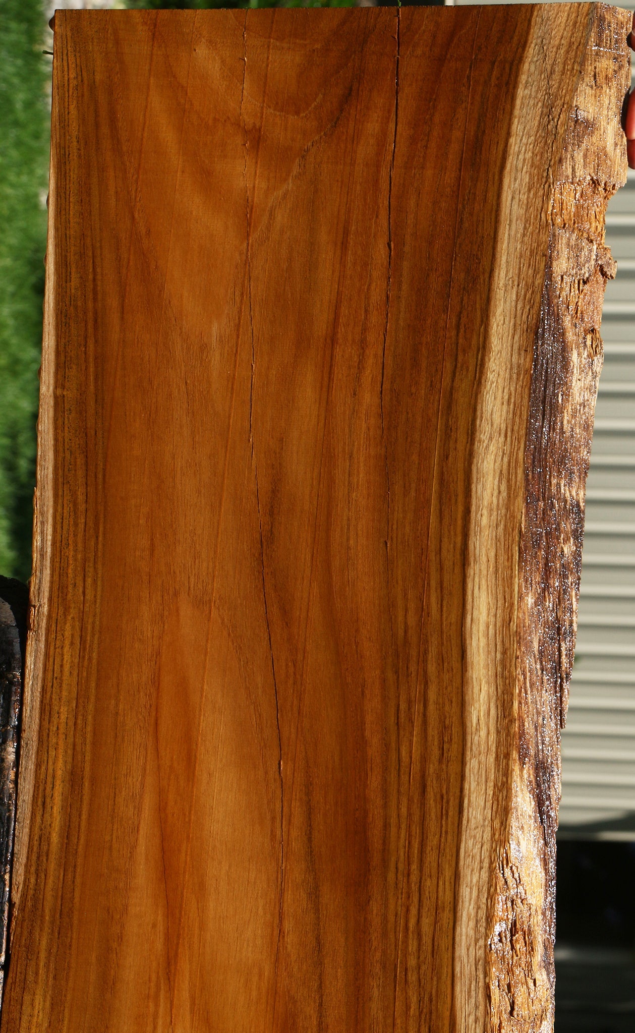 Rustic Teak Live Edge Lumber