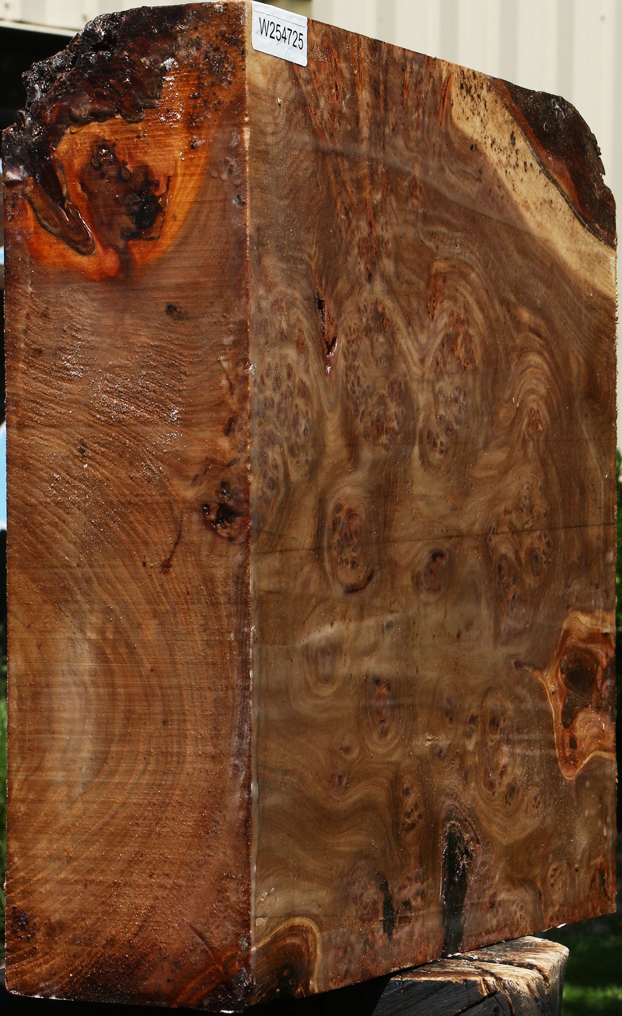 Elm Burl Bowl Blank