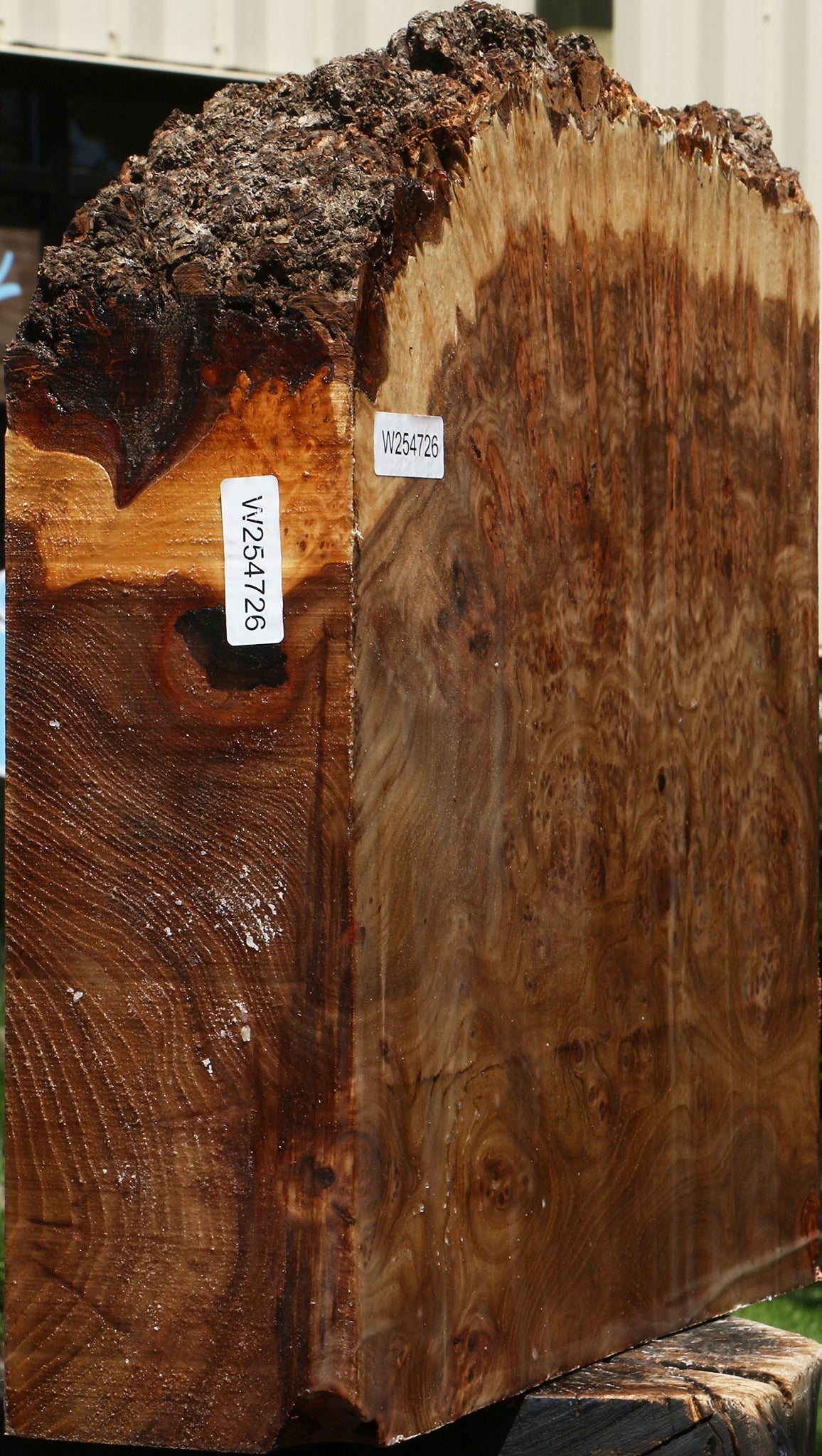 Elm Burl Live Edge Turning Blank