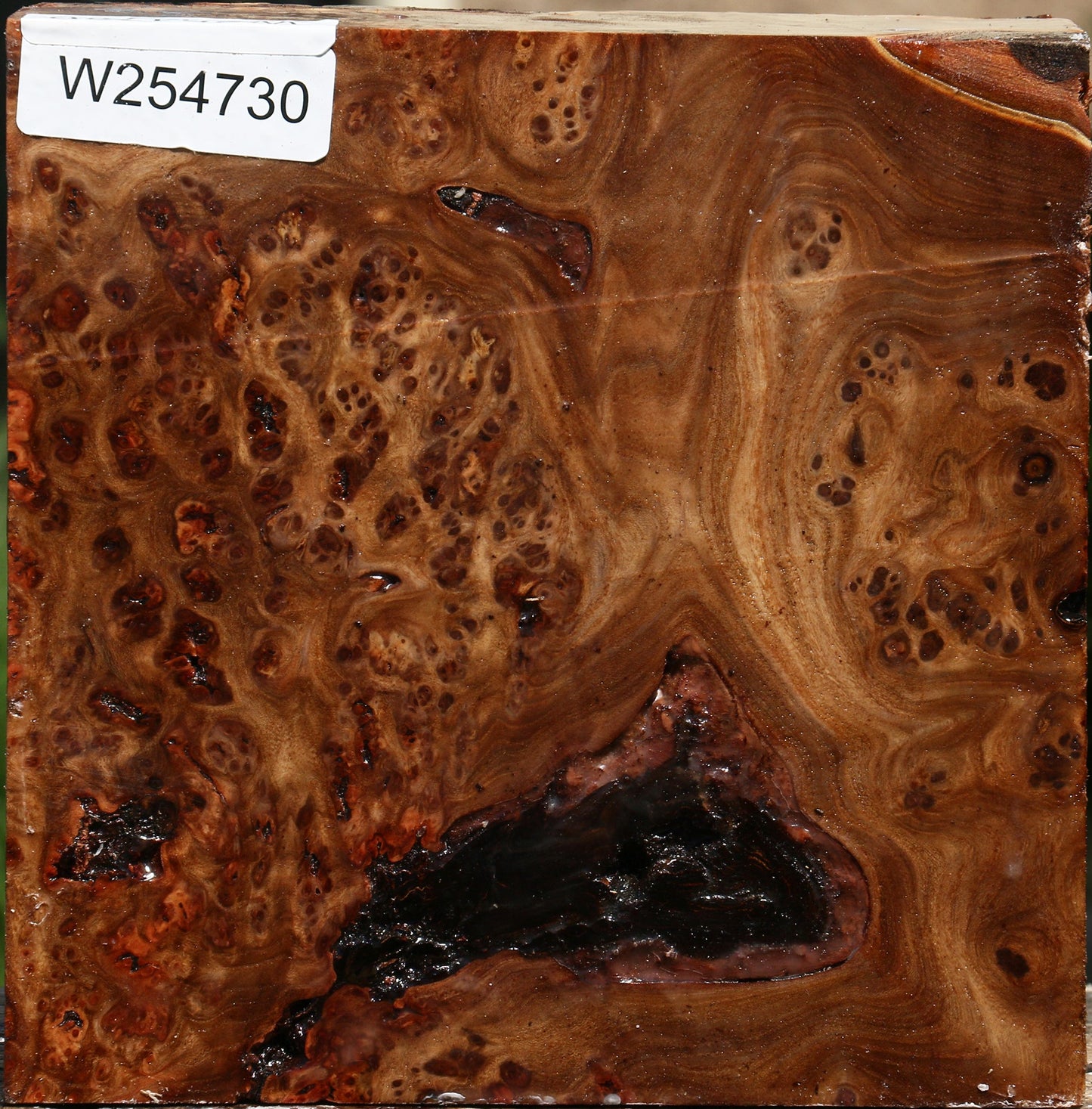 Elm Burl Bowl Blank