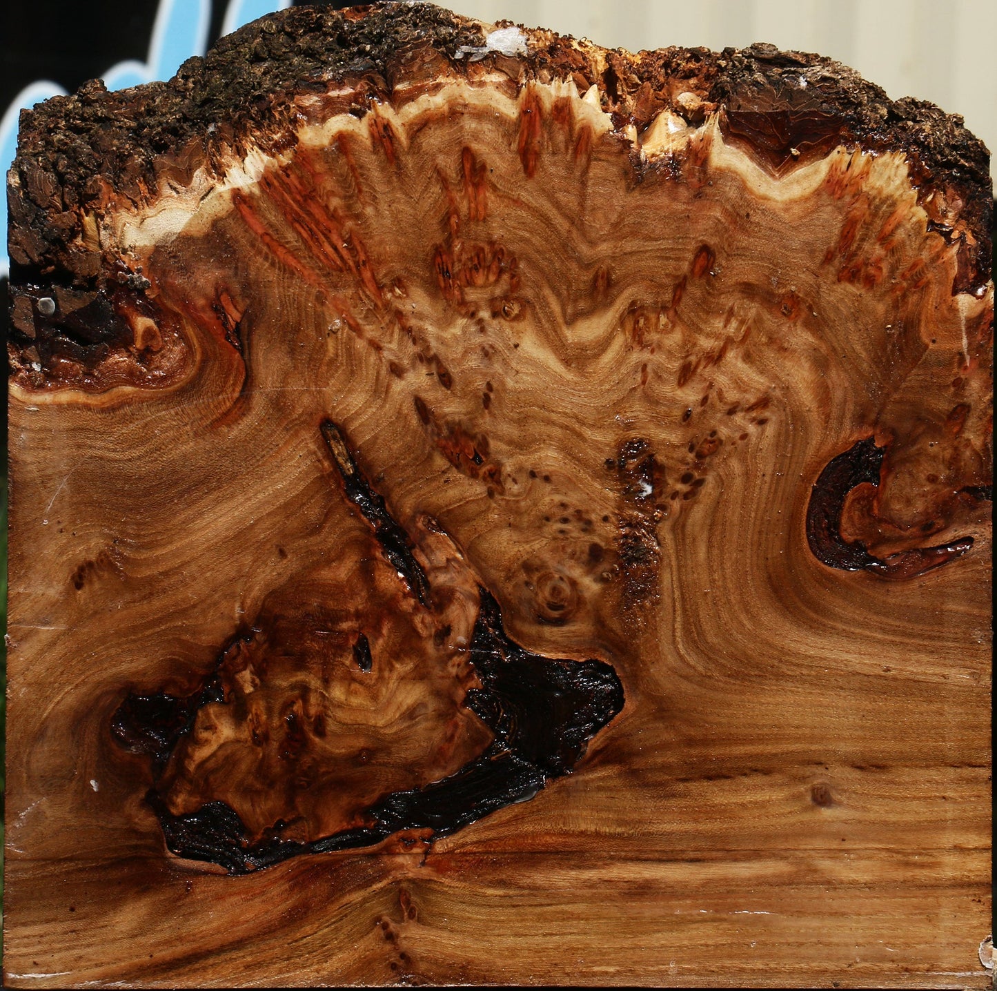 Elm Burl Live Edge Bowl Blank