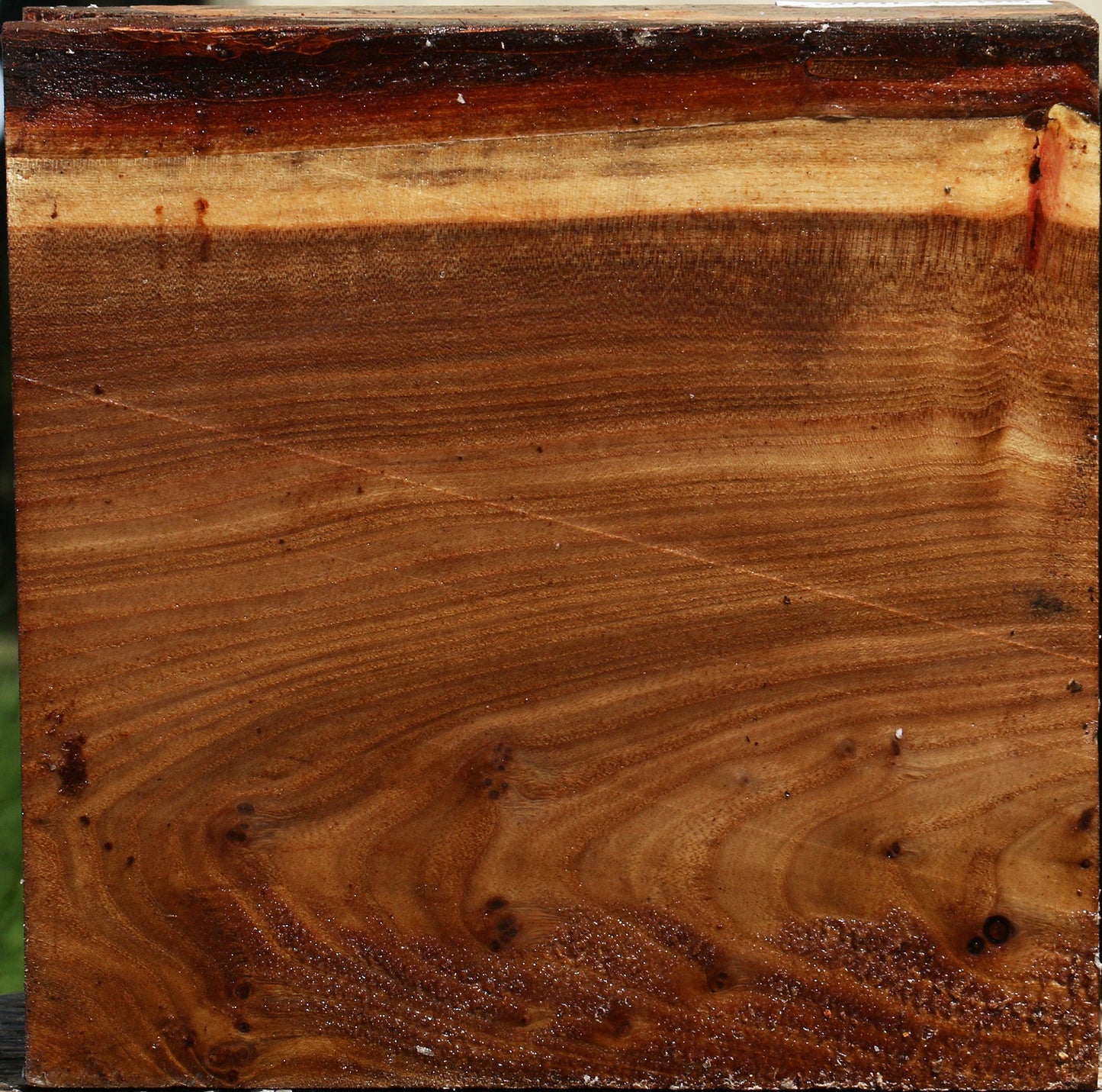 Elm Burl Bowl Blank