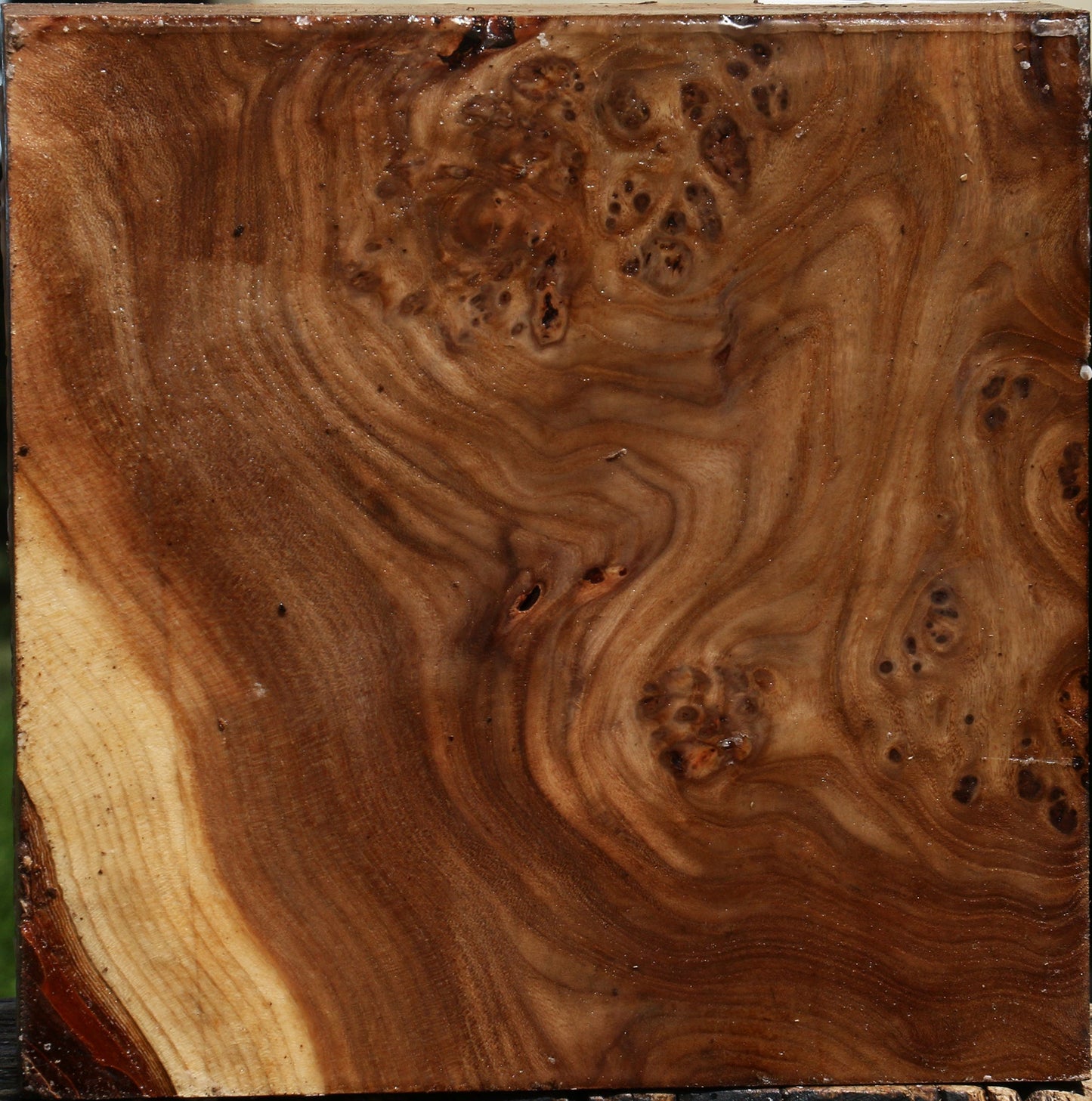 Elm Burl Bowl Blank