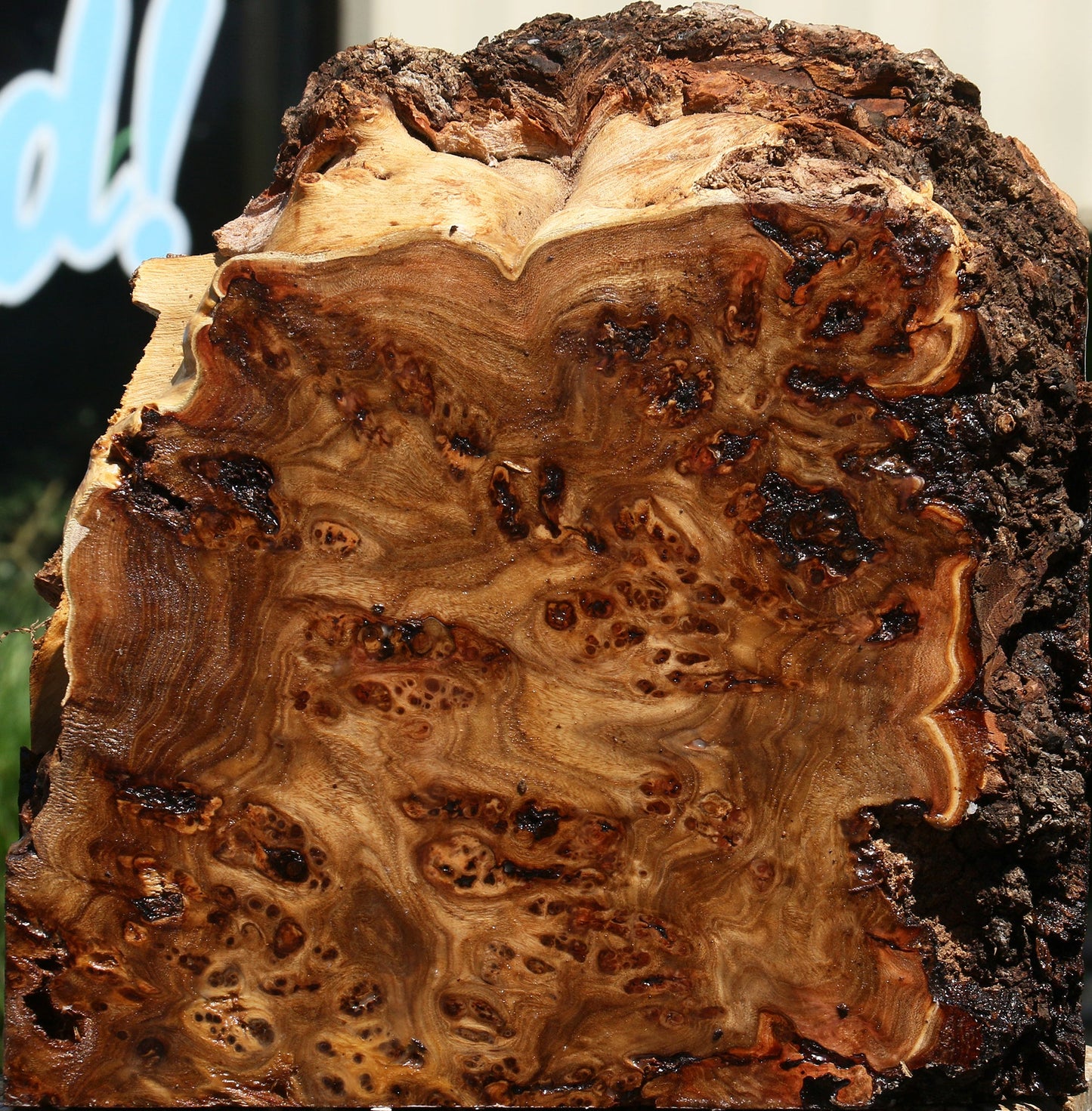 Elm Burl Live Edge Bowl Blank