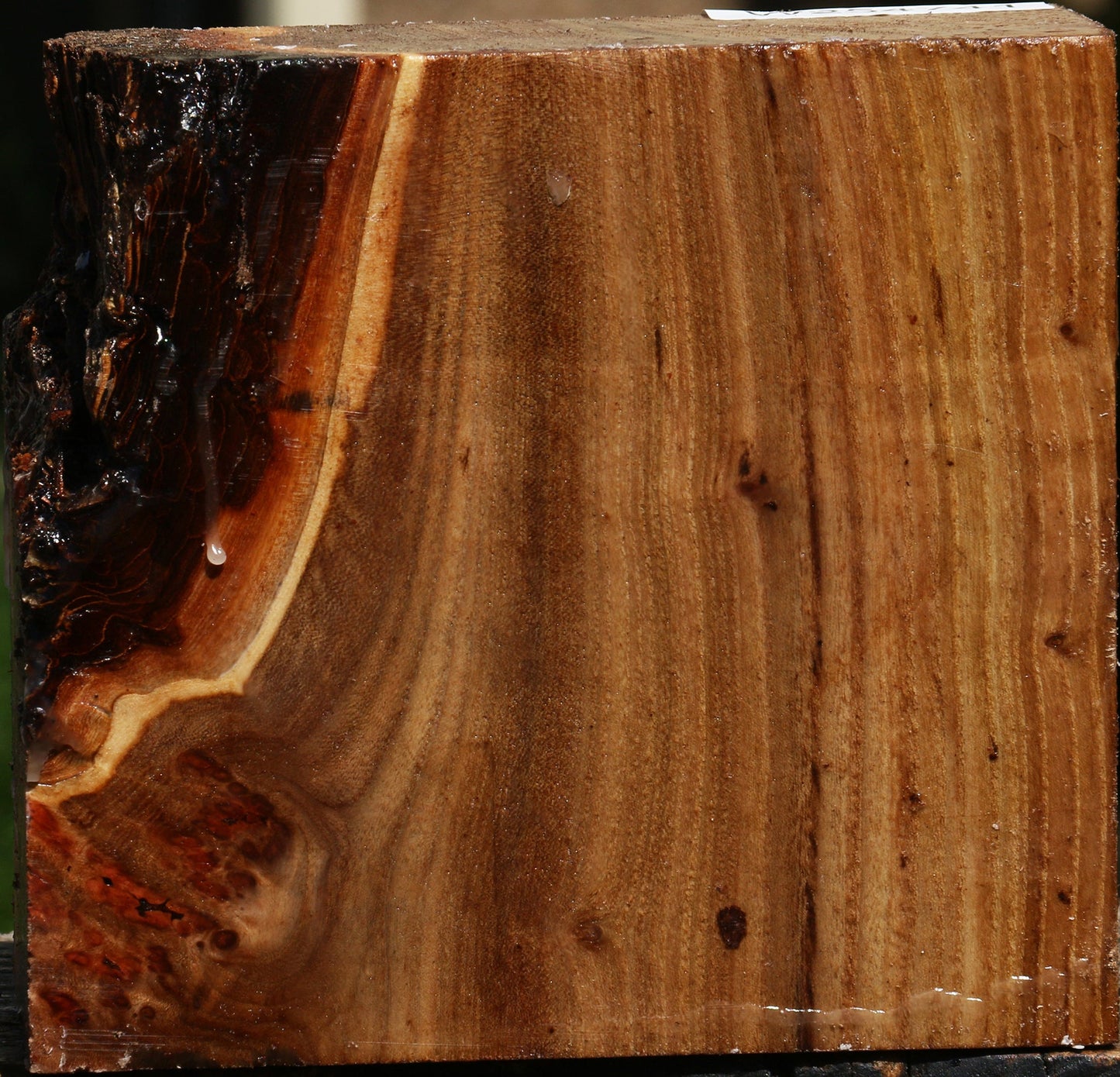 Elm Burl Turning Blank